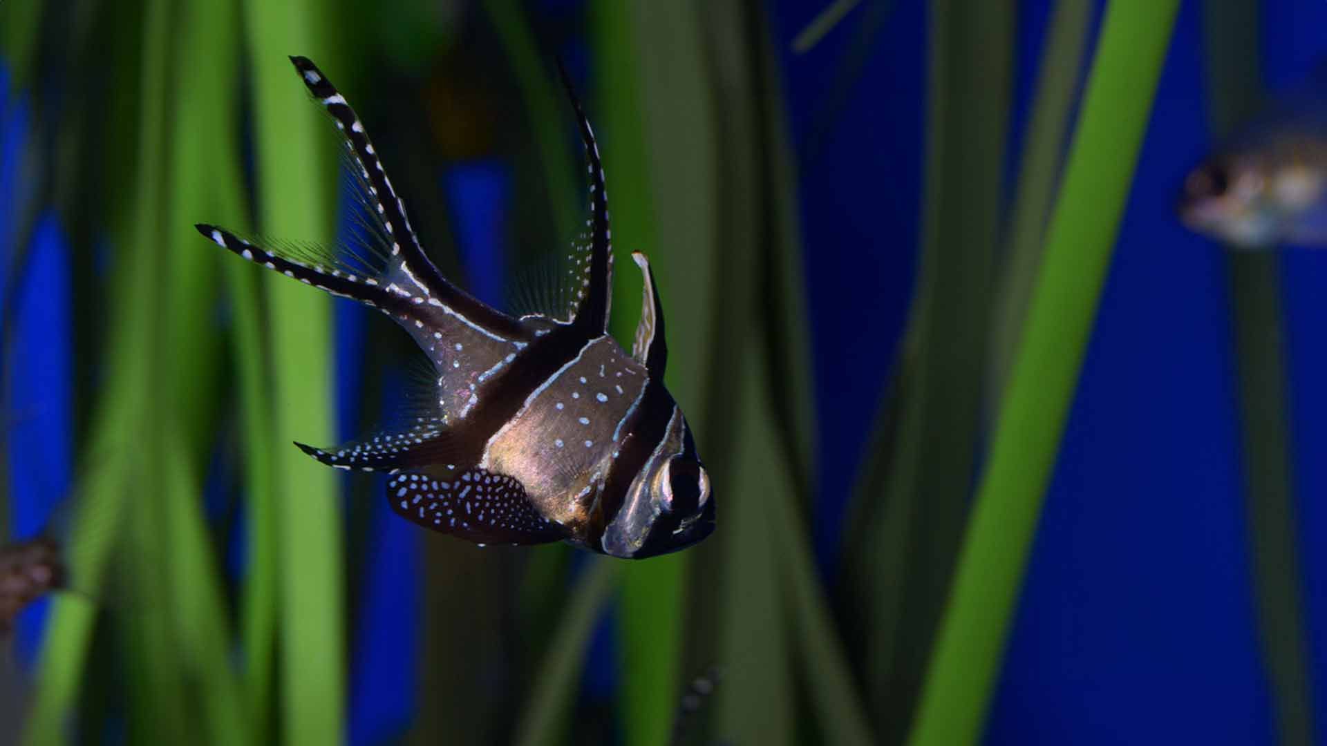 Banggai Cardinal Fish