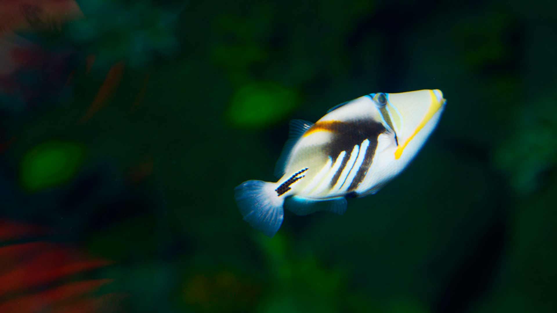 Lagoon Triggerfish