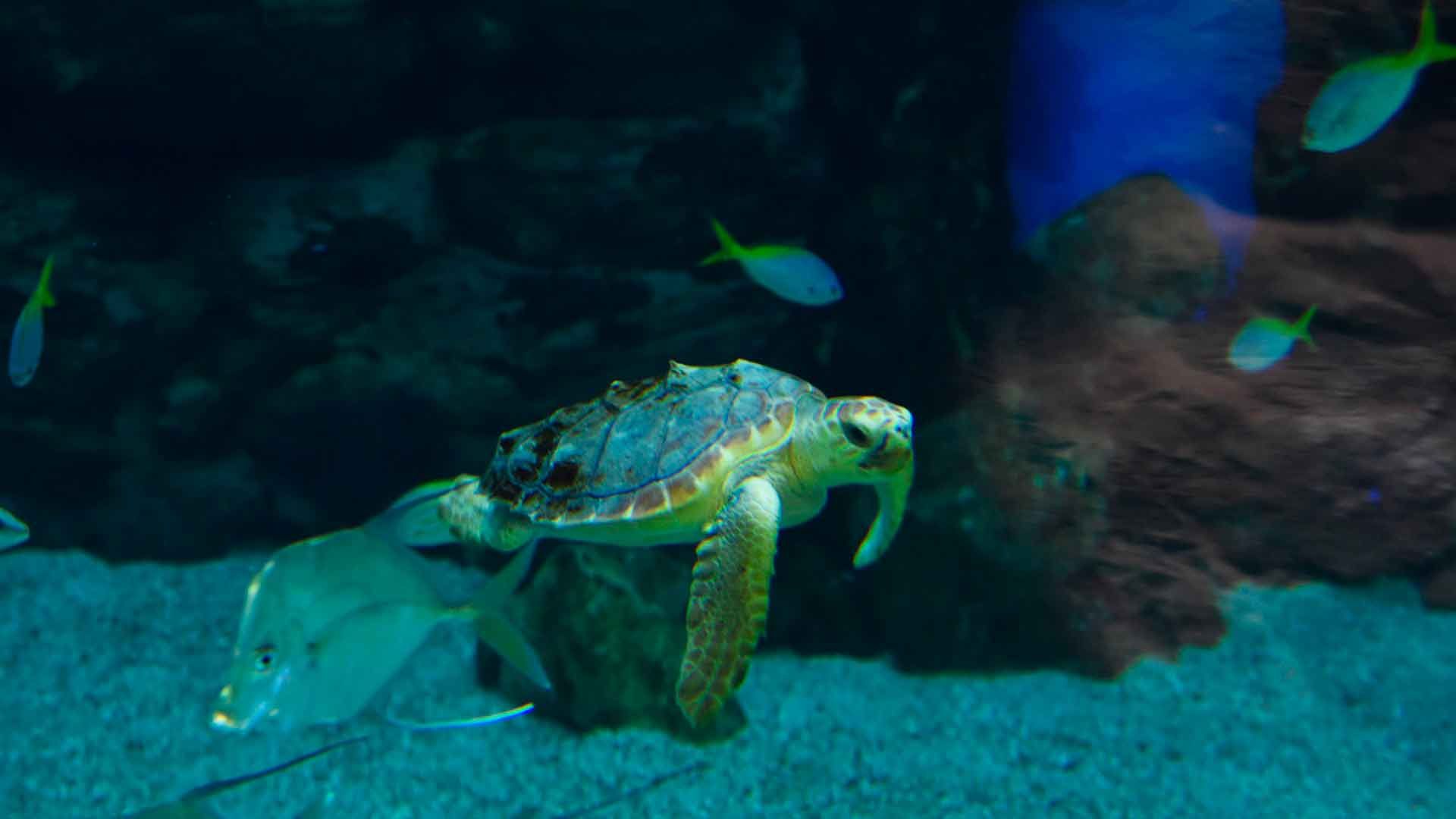 Loggerhead Sea Turtle