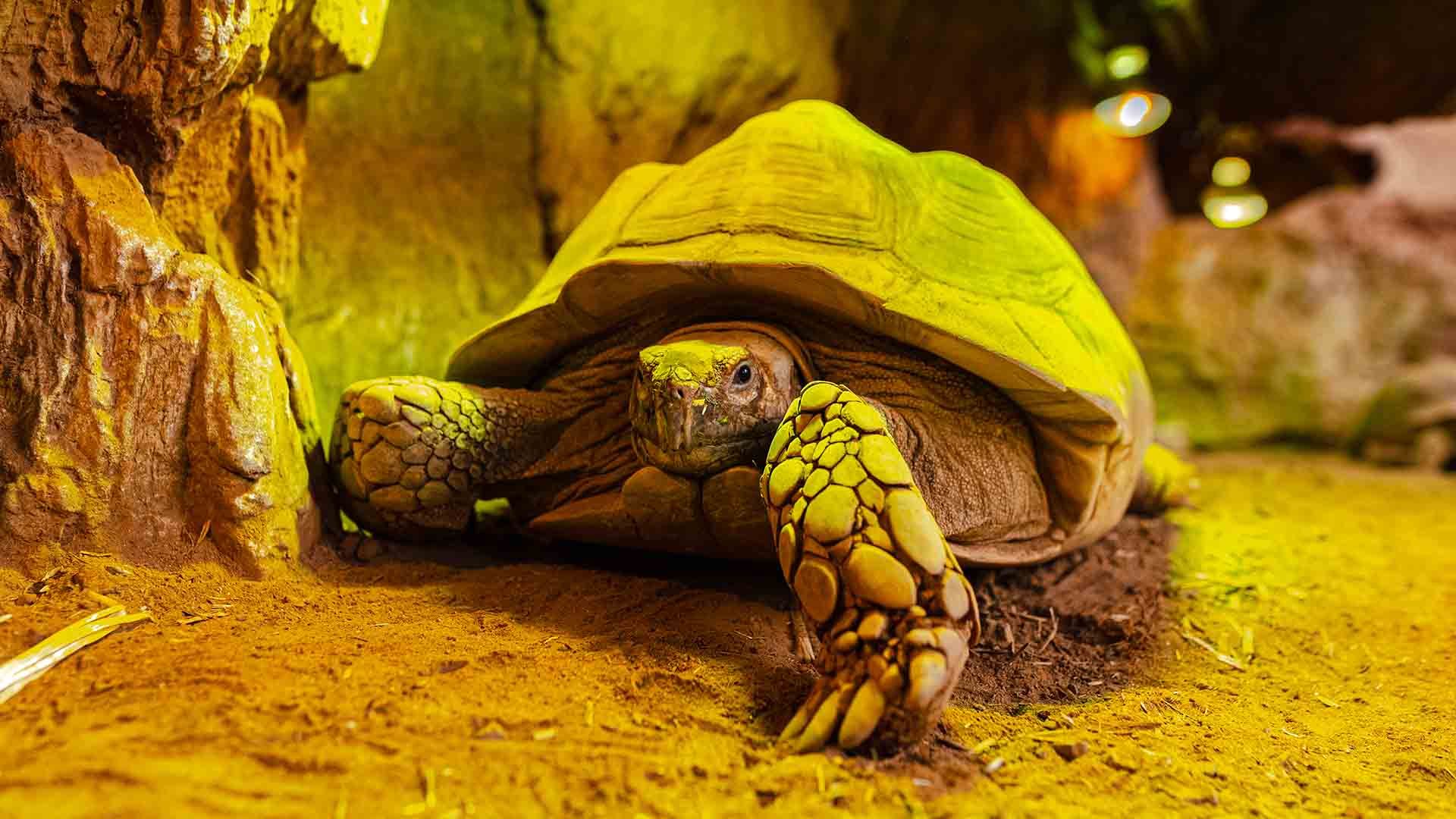 Afrikanische Spornschildkröte Poema del Mar Aquarium Gran Canaria