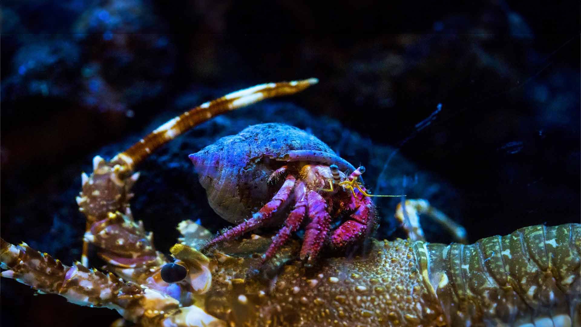 Hermit Crab