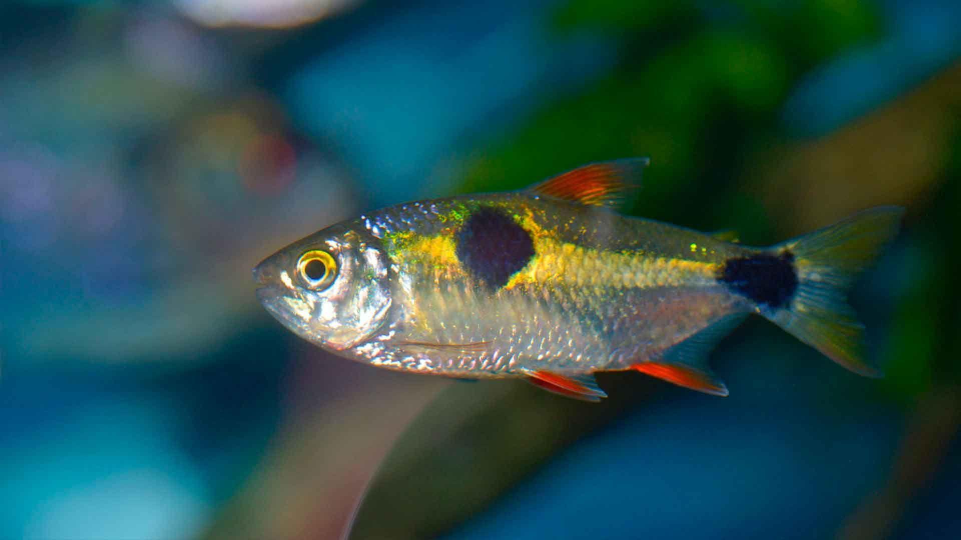 Tetra Dientes de Ciervo Poema del Mar Acuario Gran Canaria