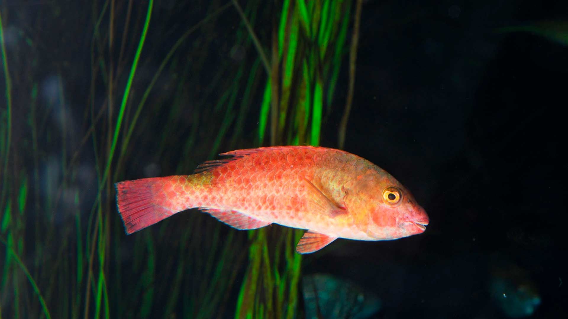 Vieja Fish