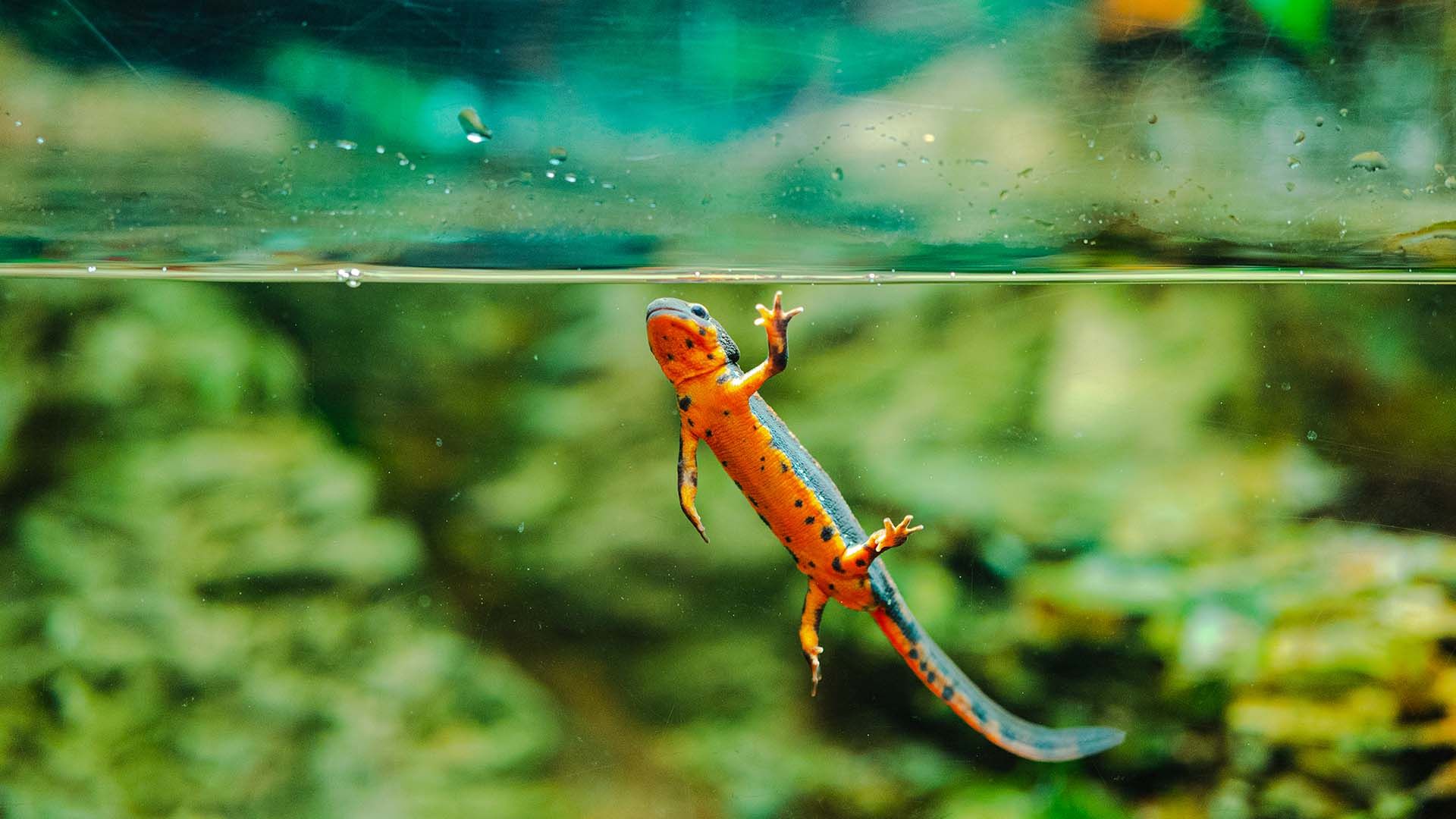 Sword-tailed newt Poema del Mar Aquarium Gran Canaria