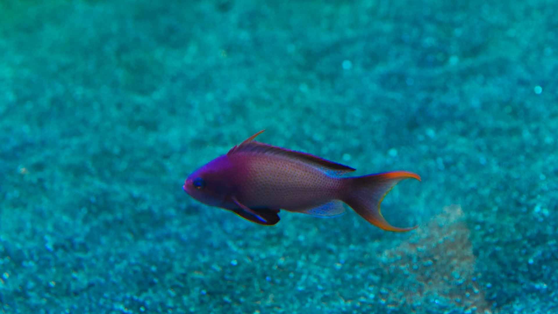 Pseudanthias