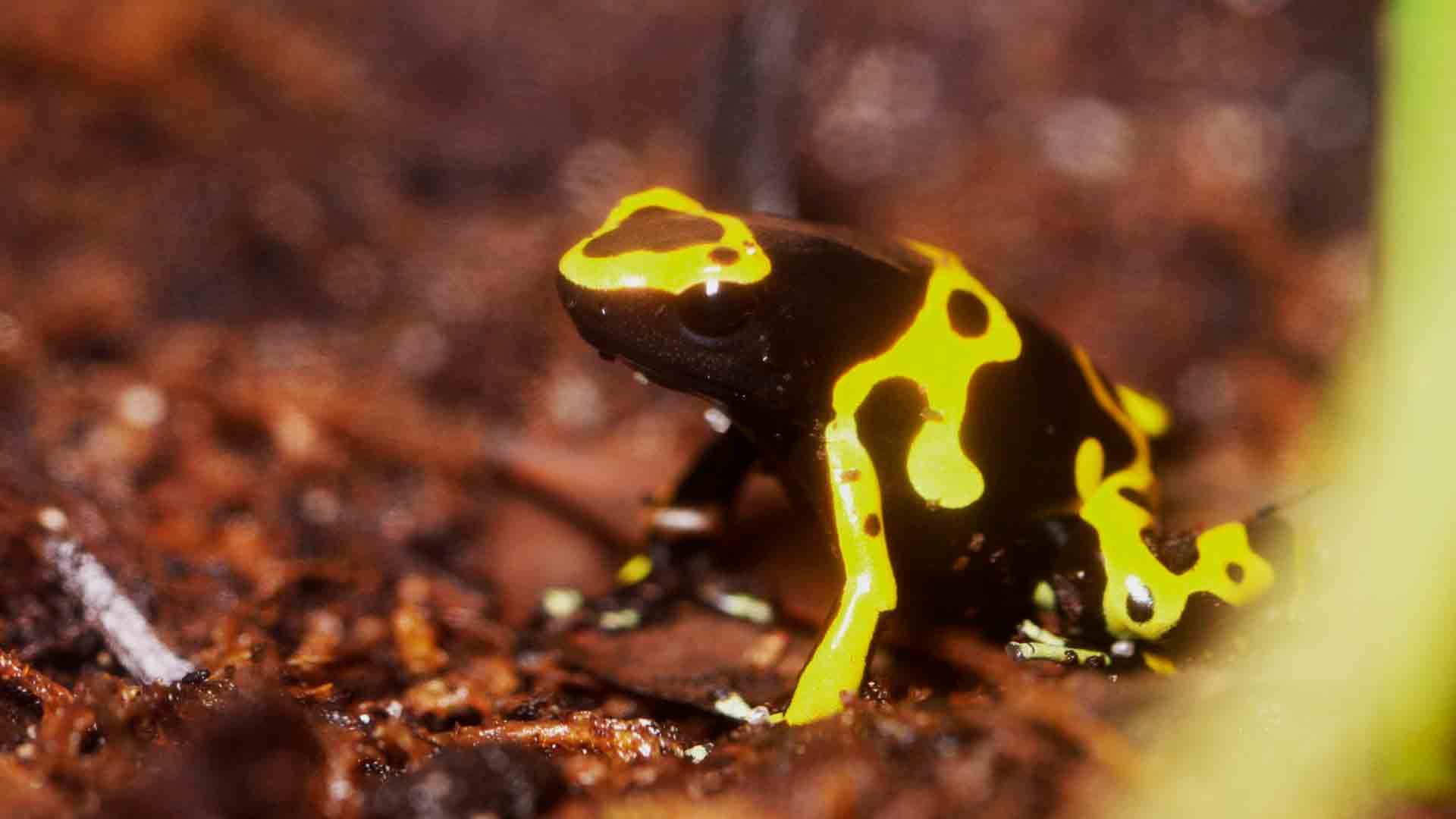 Yellow Banded Poison Dart Frog