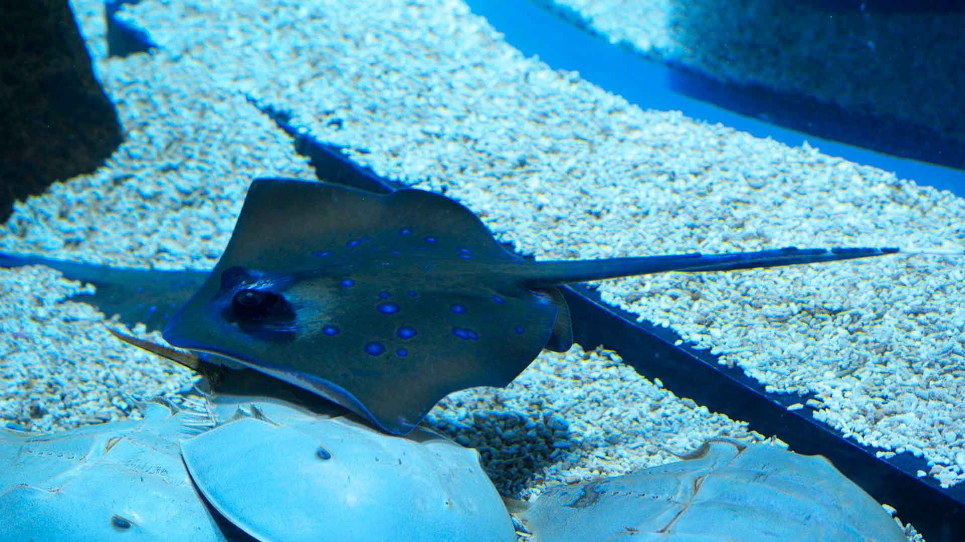 Bluespotted Ribbontail Ray