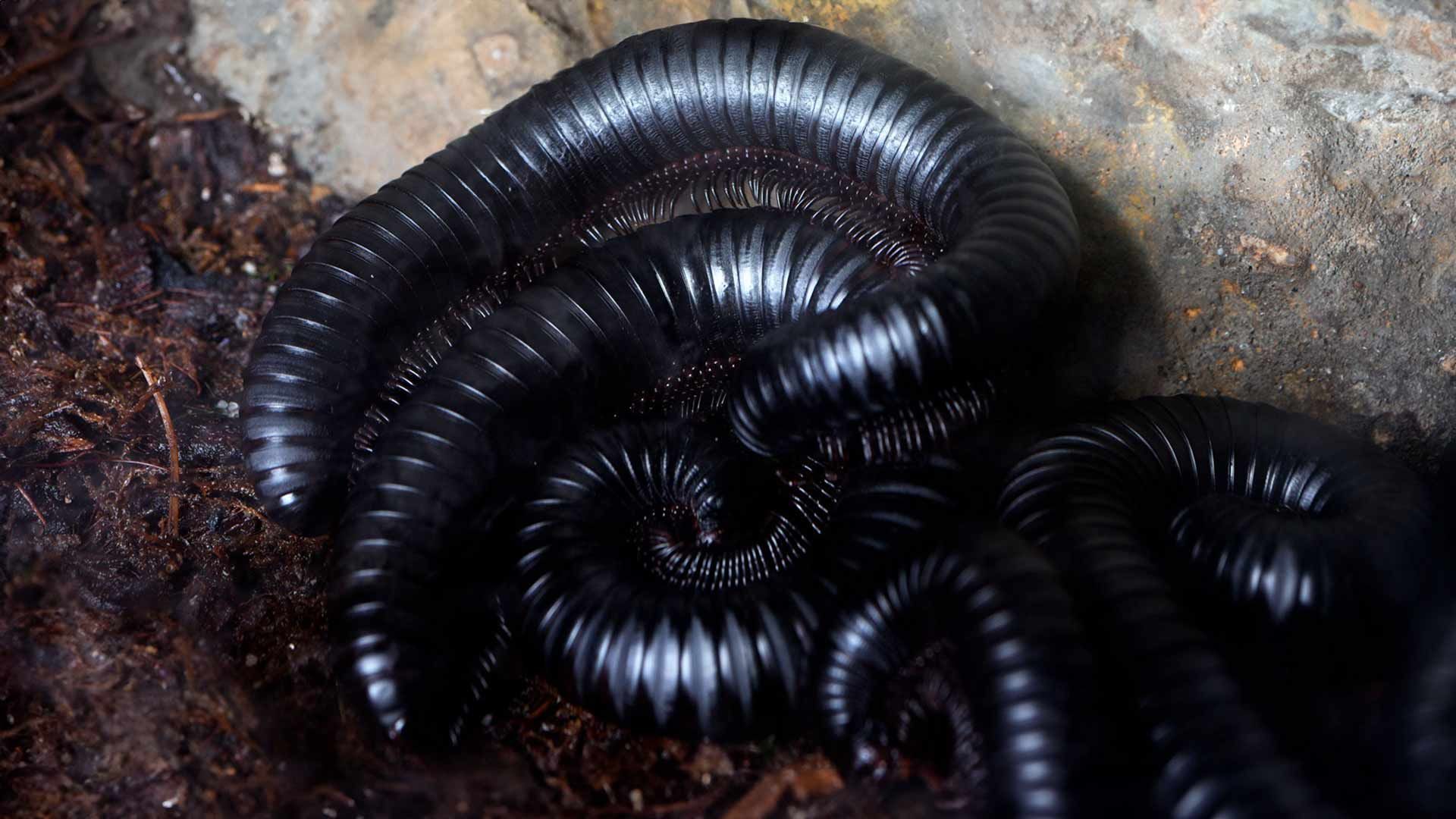 Giant African Millipede