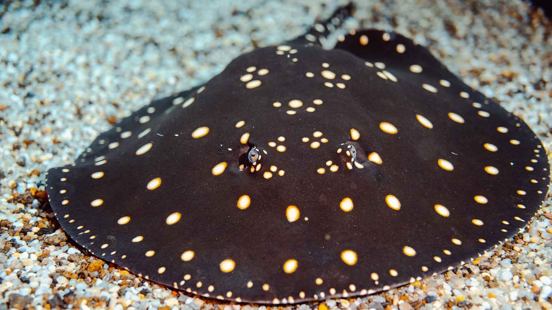 White-blotched river stingray Poema Del Mar Aquarium Gran Canaria