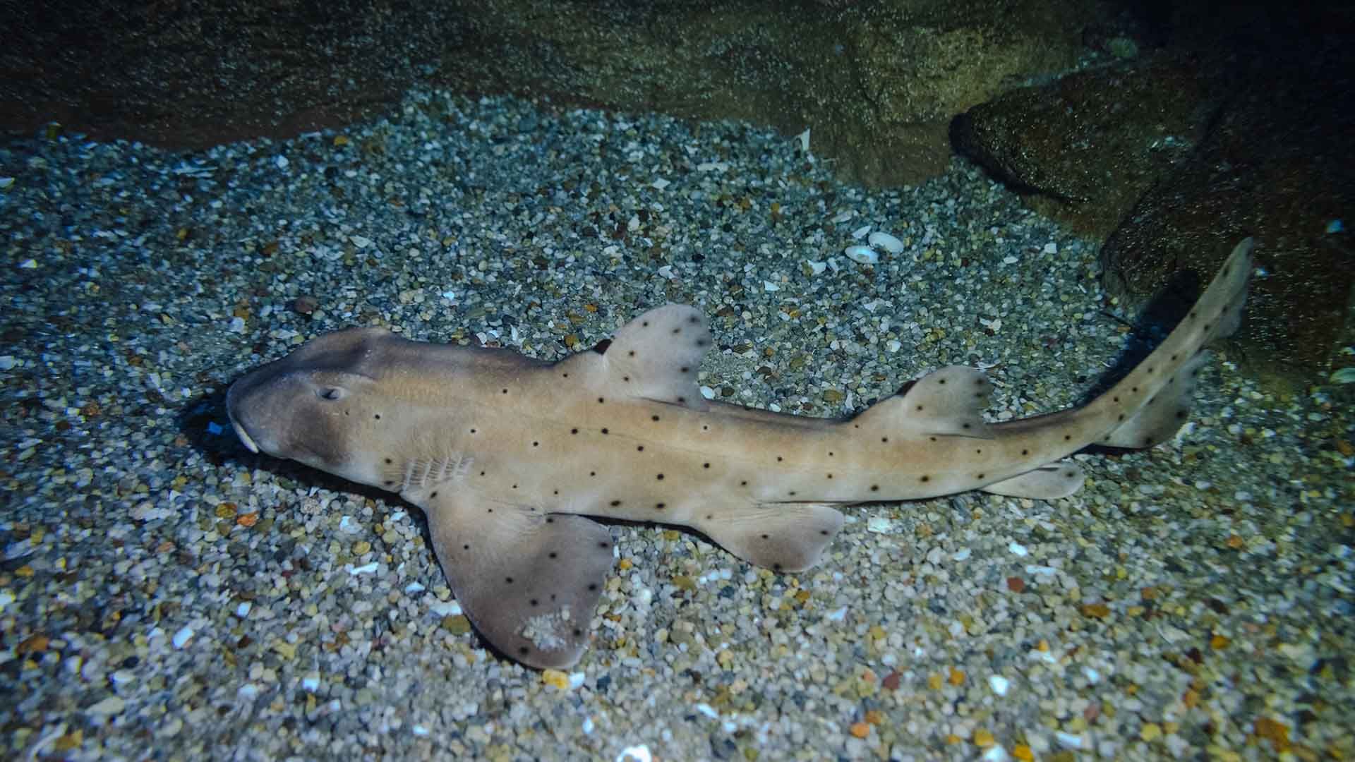 Horn shark Poema Del Mar Aquarium Gran Canaria