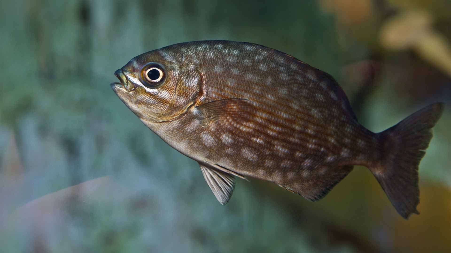 Bermuda Chub