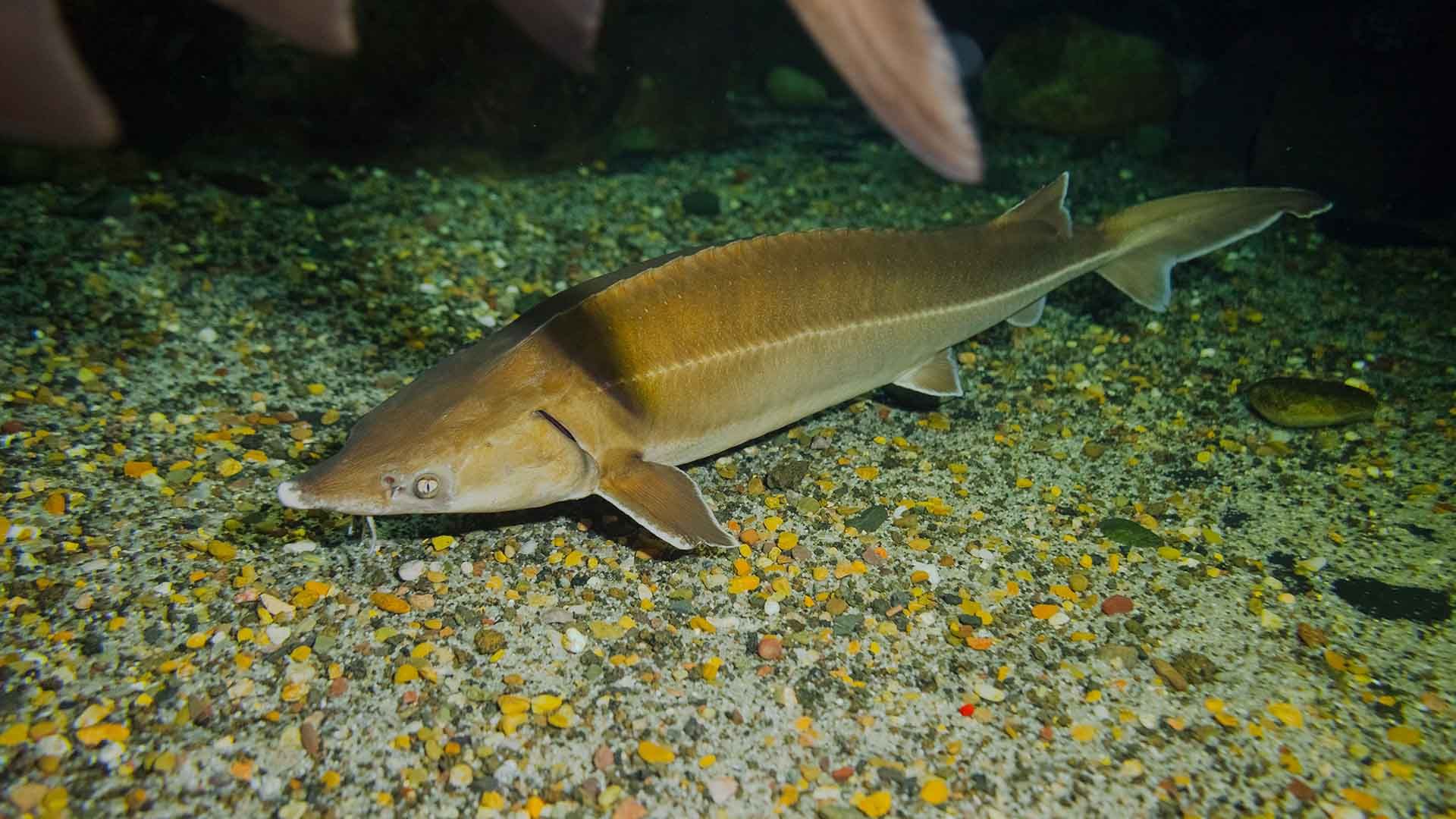 Sterlet sturgeon