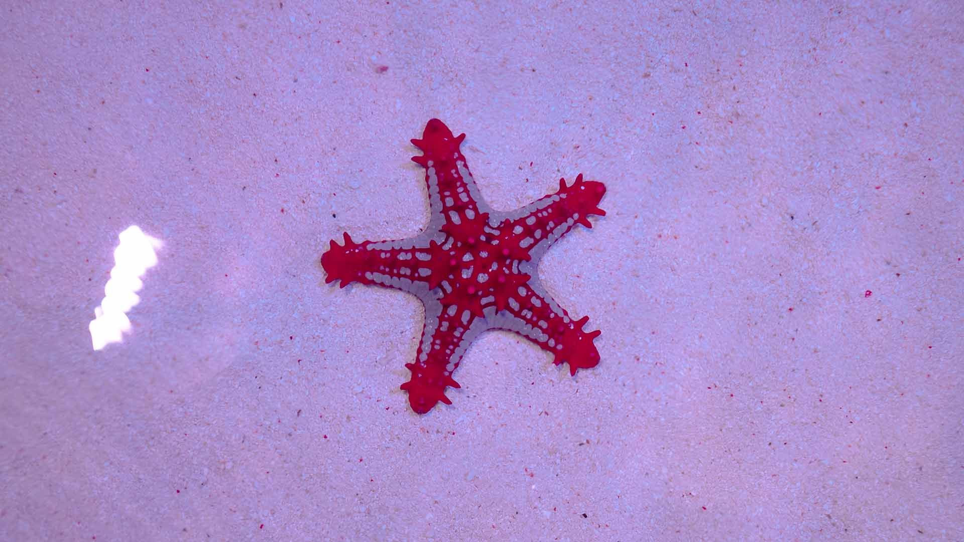 Estrella de mar de espinas rojas Poema Del Mar Acuario Gran Canaria