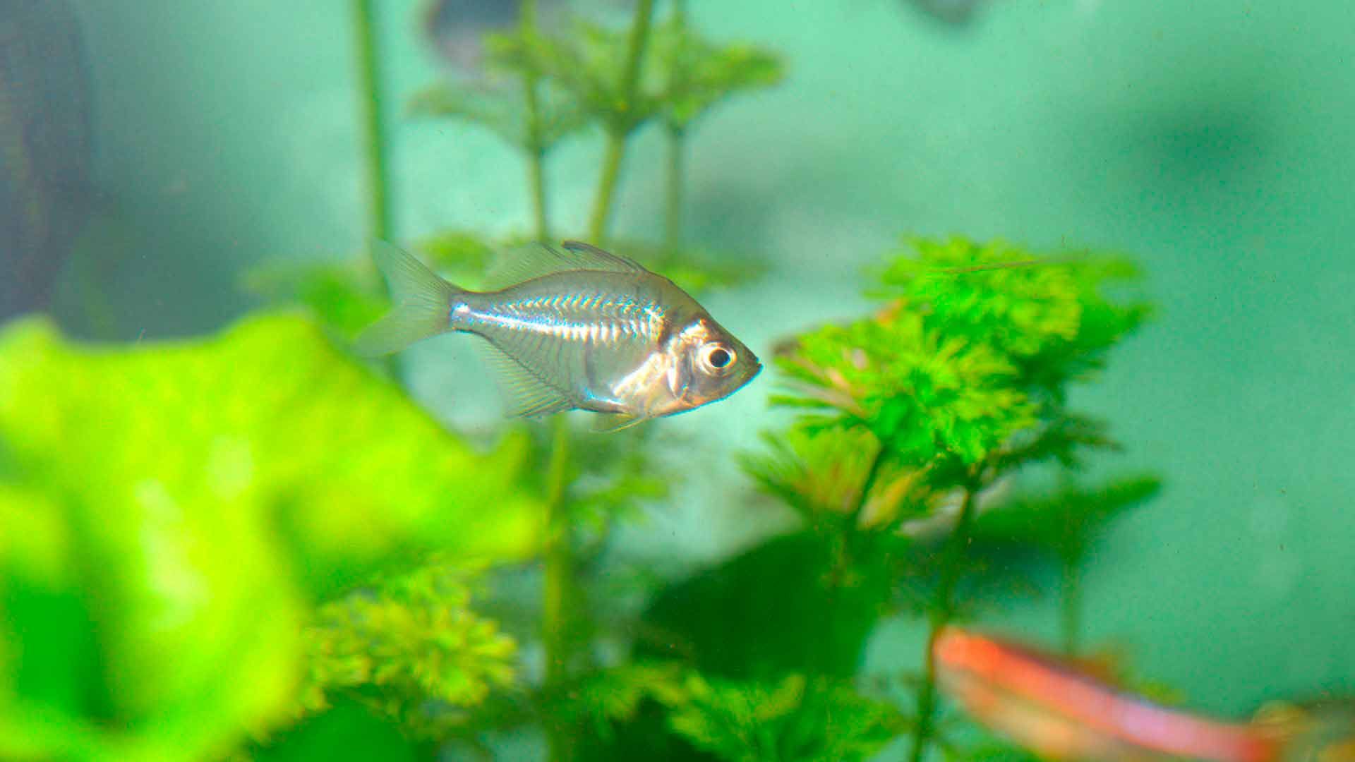 Indischer Glasbarsch Poema del Mar Aquarium Gran Canaria