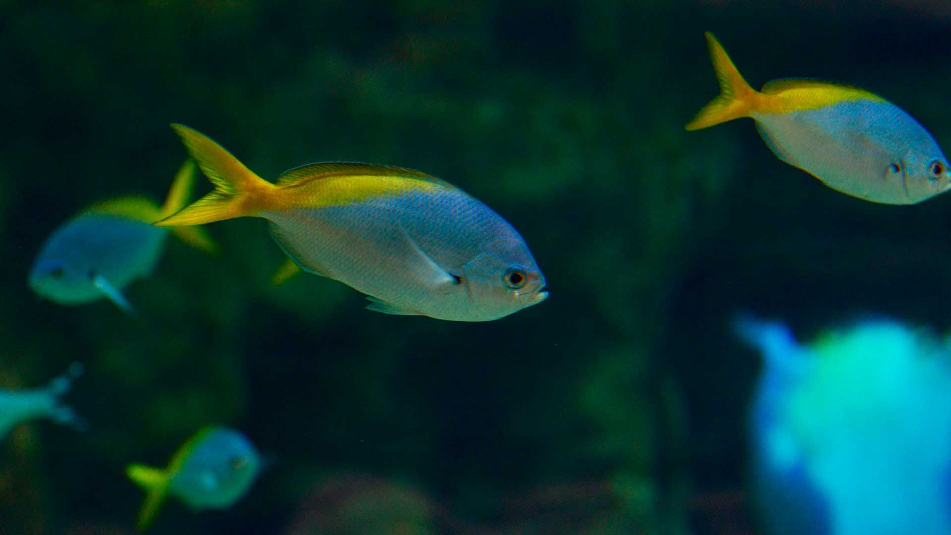 Yellowtail Fusilier Poema del Mar Aquarium Gran Canaria