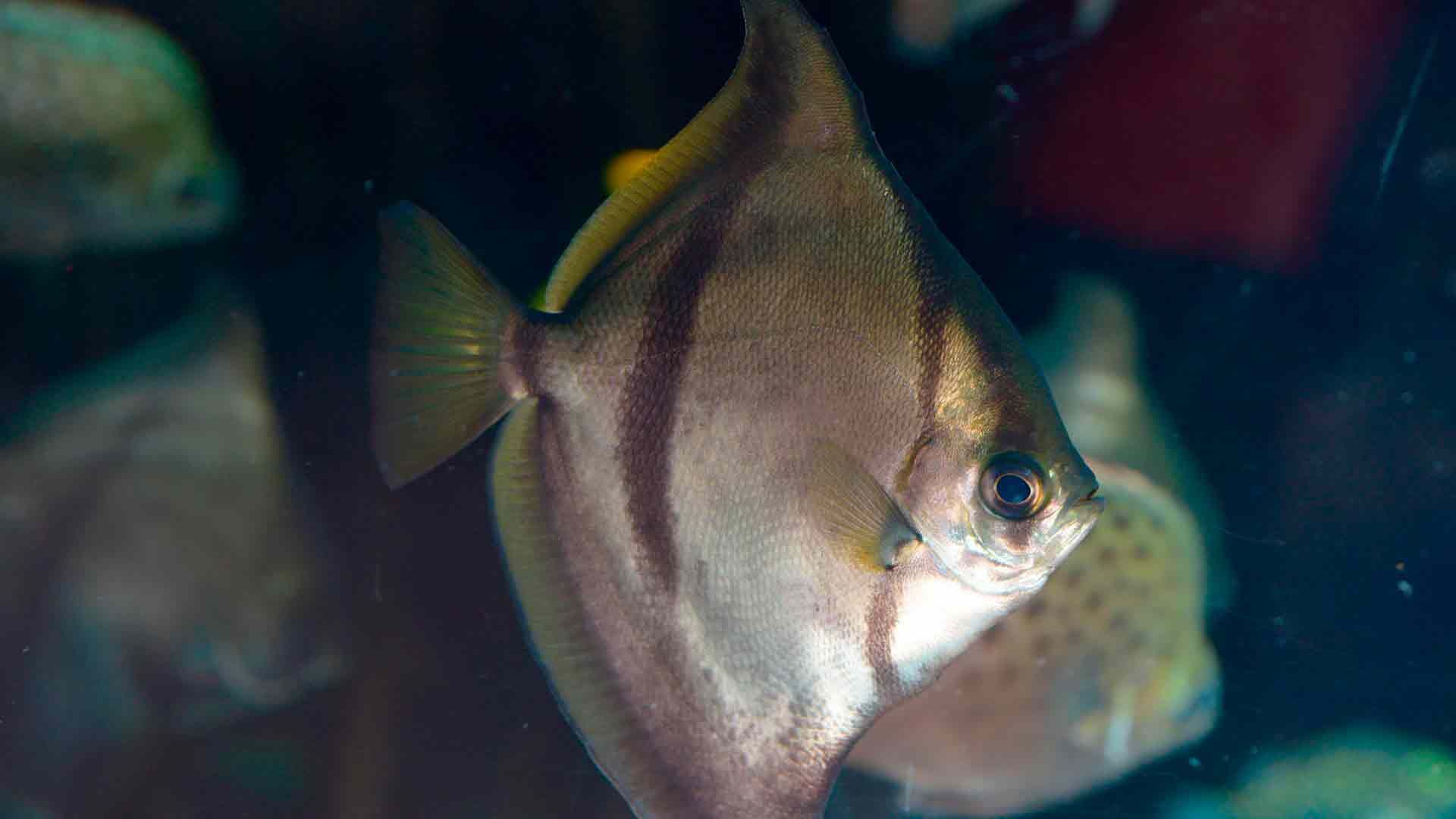 African Moonfish