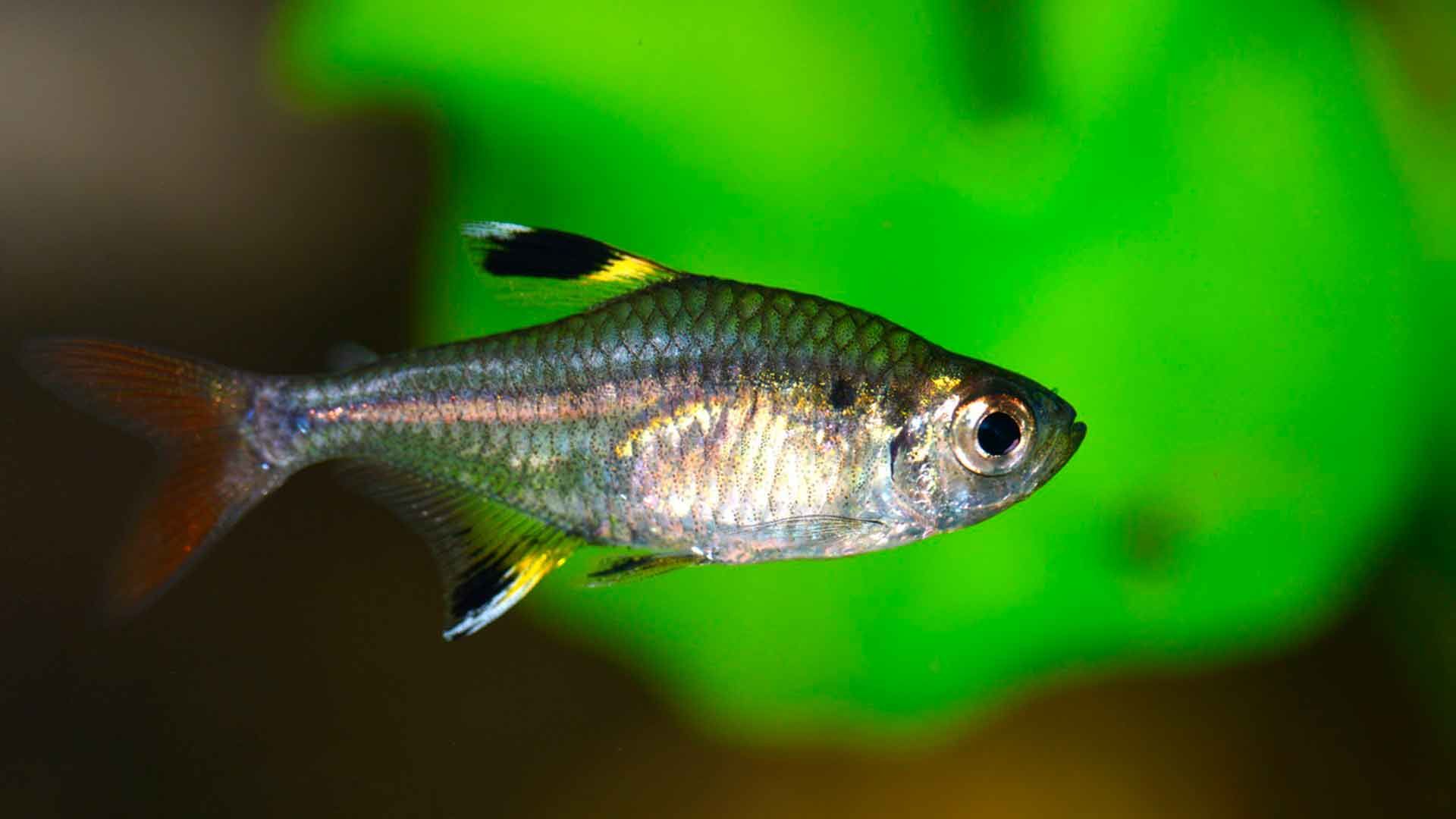 X Ray Tetra Poema del Mar Aquarium Gran Canaria