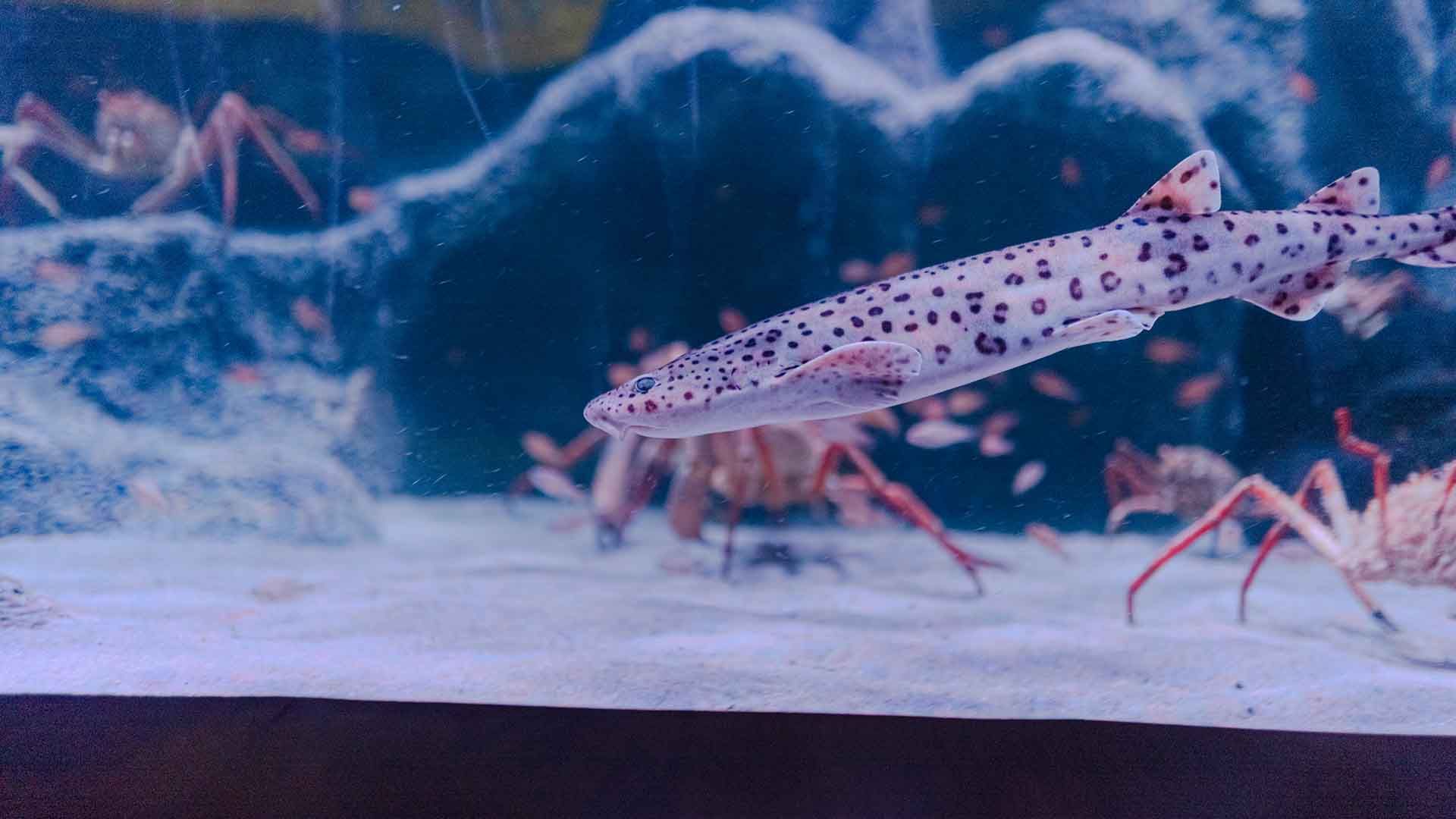 Nursehound Poema Del Mar Aquarium Gran Canaria