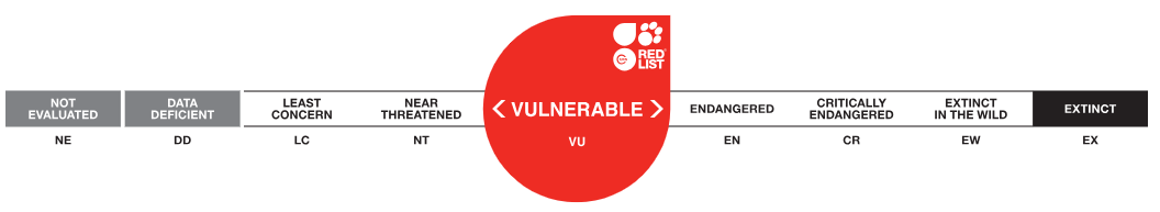 Estado conservación tortuga boba vulnerable