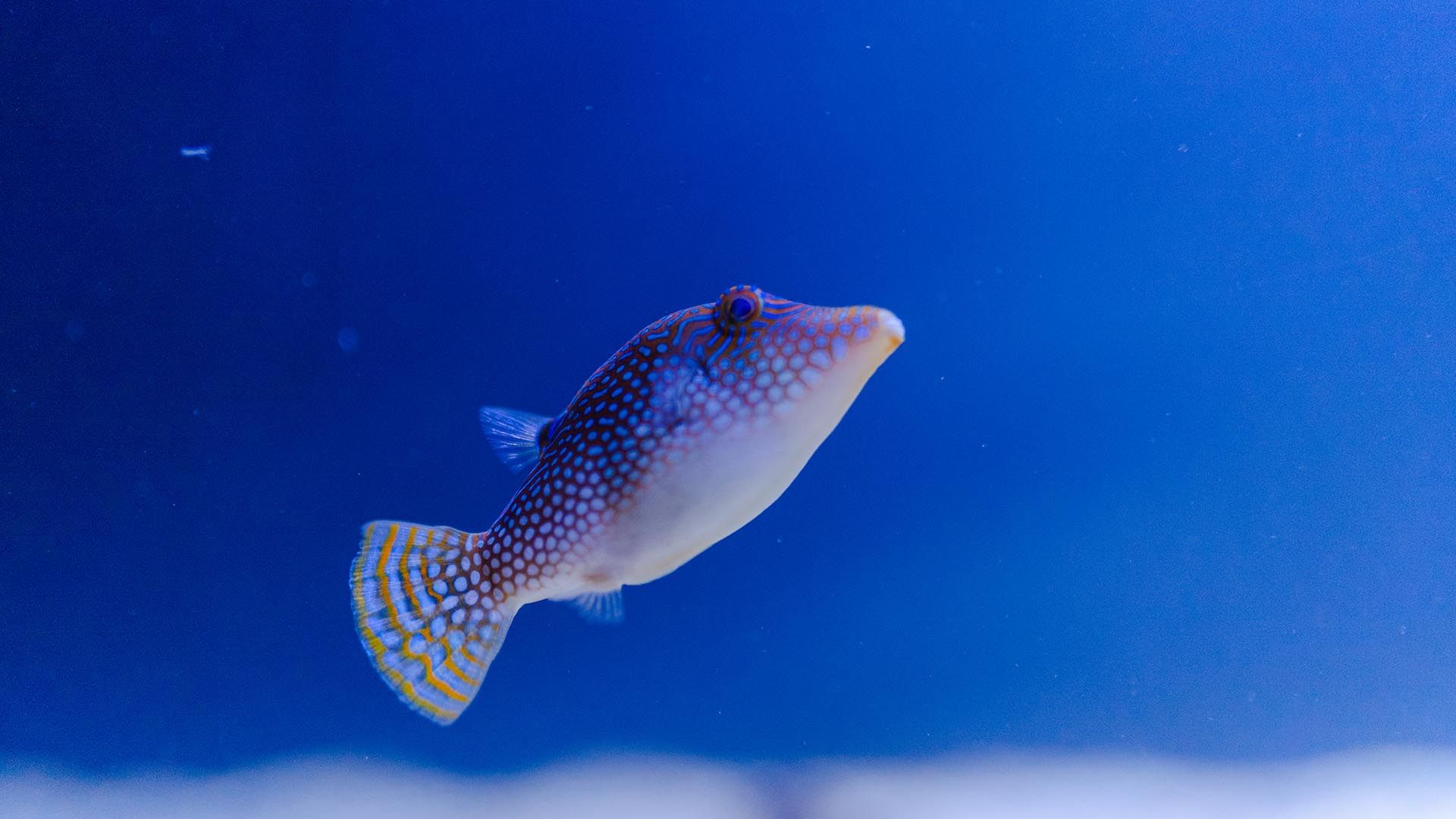 Pez globo de nariz estrecha Poema Del Mar Acuario Gran Canaria