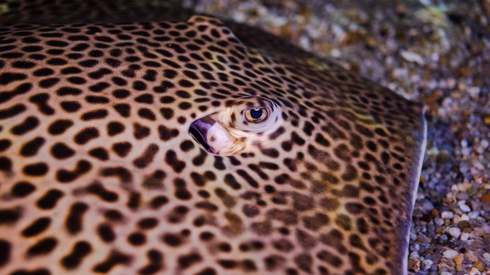 Raya leopardo Poema Del Mar Acuario Gran Canaria