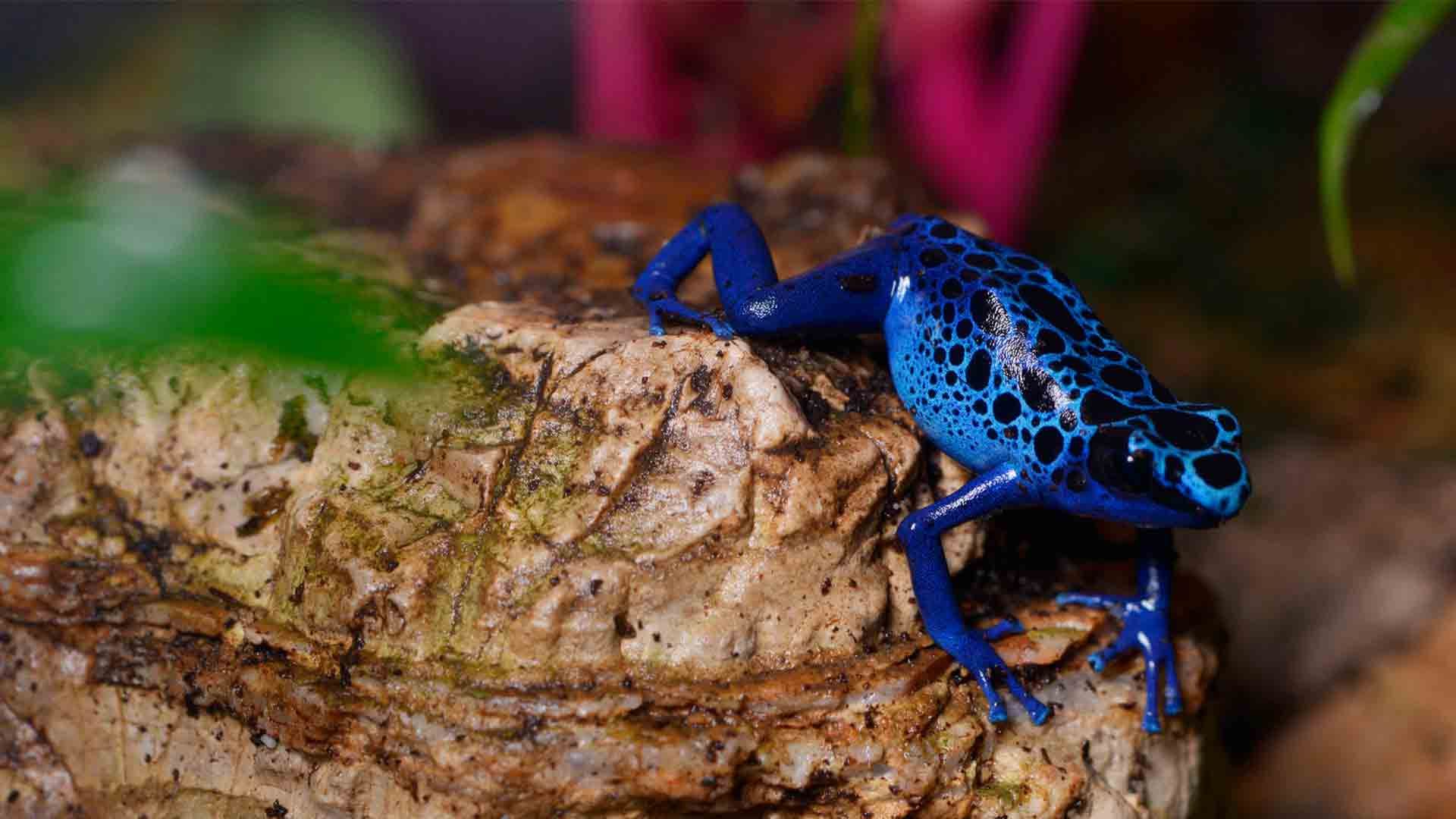 Blue Poison Dart Frog