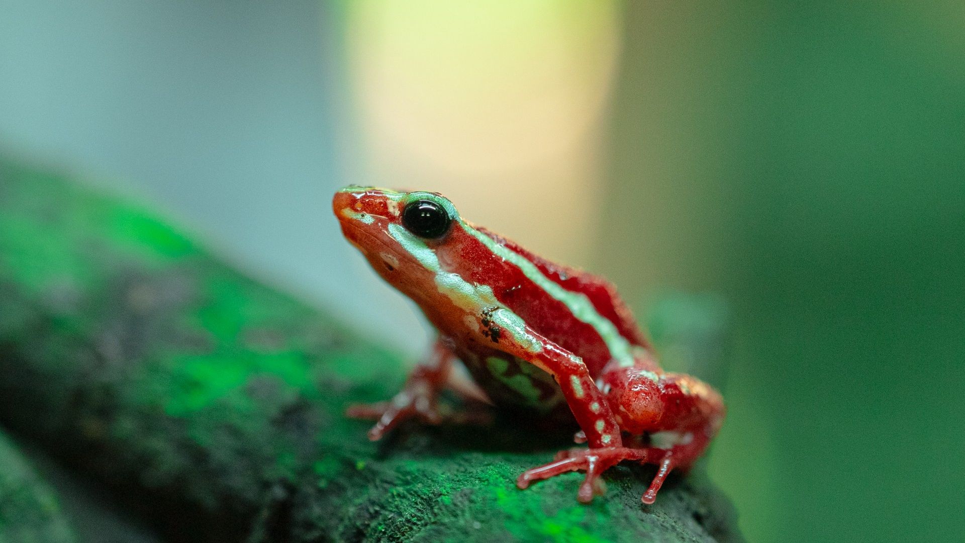 Rana flecha tricolor