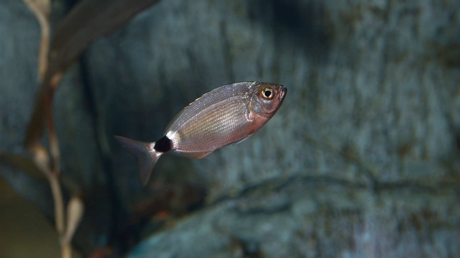 Saddled Seabream