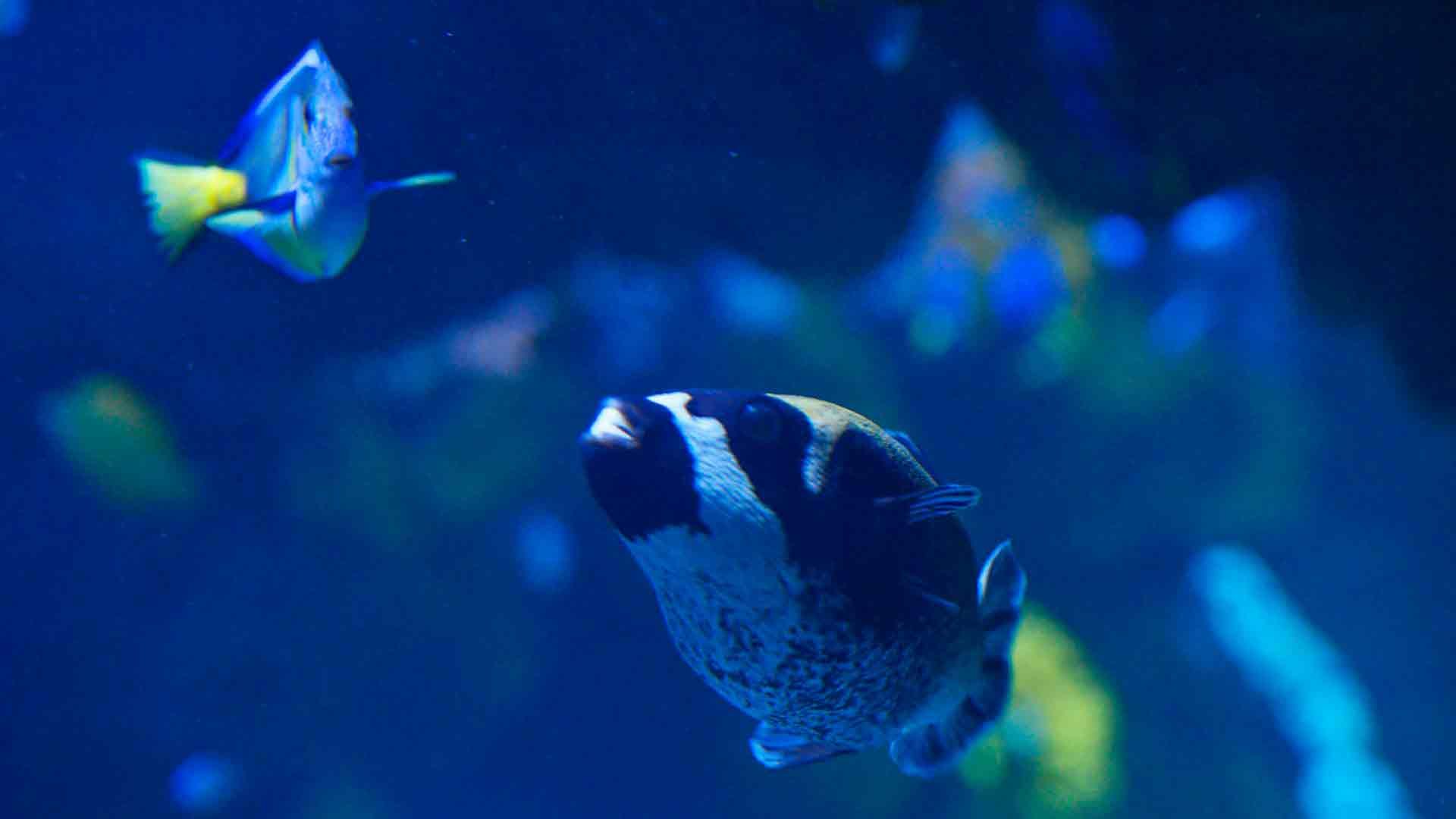 Masked Puffer