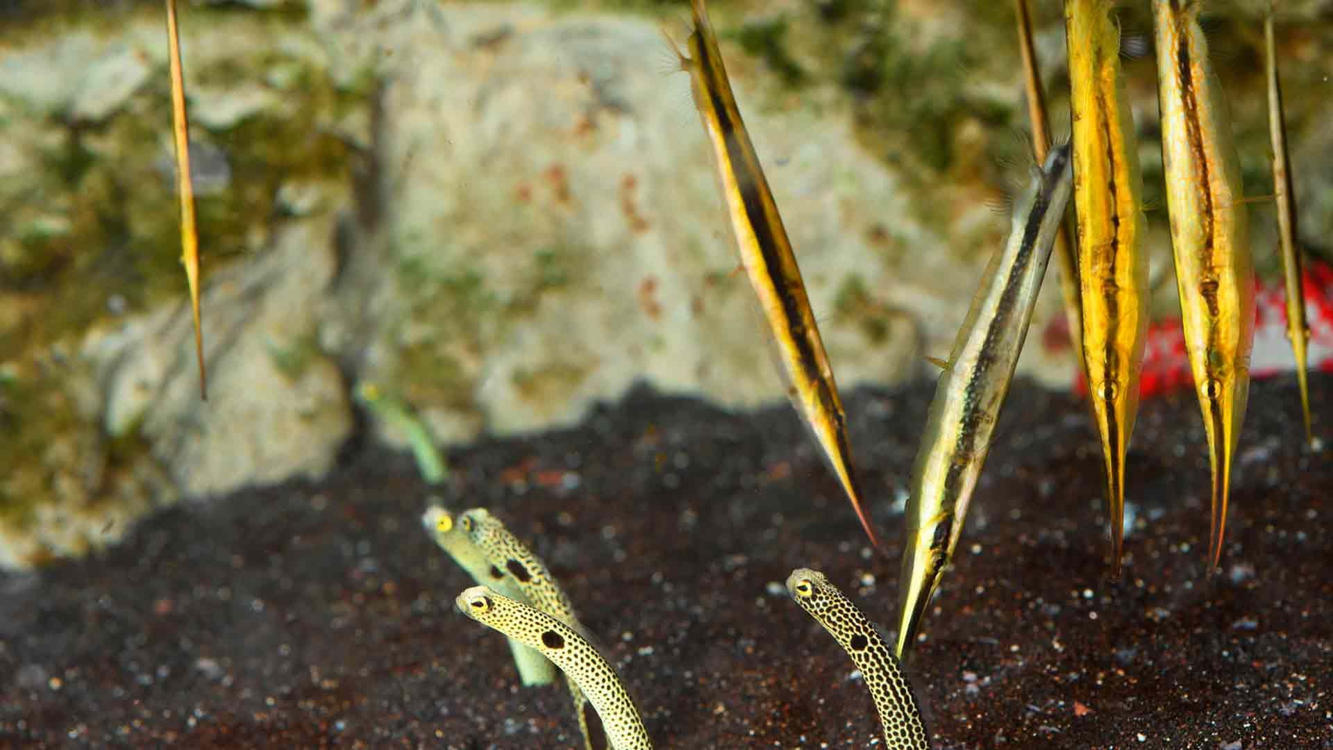 Razor Fish