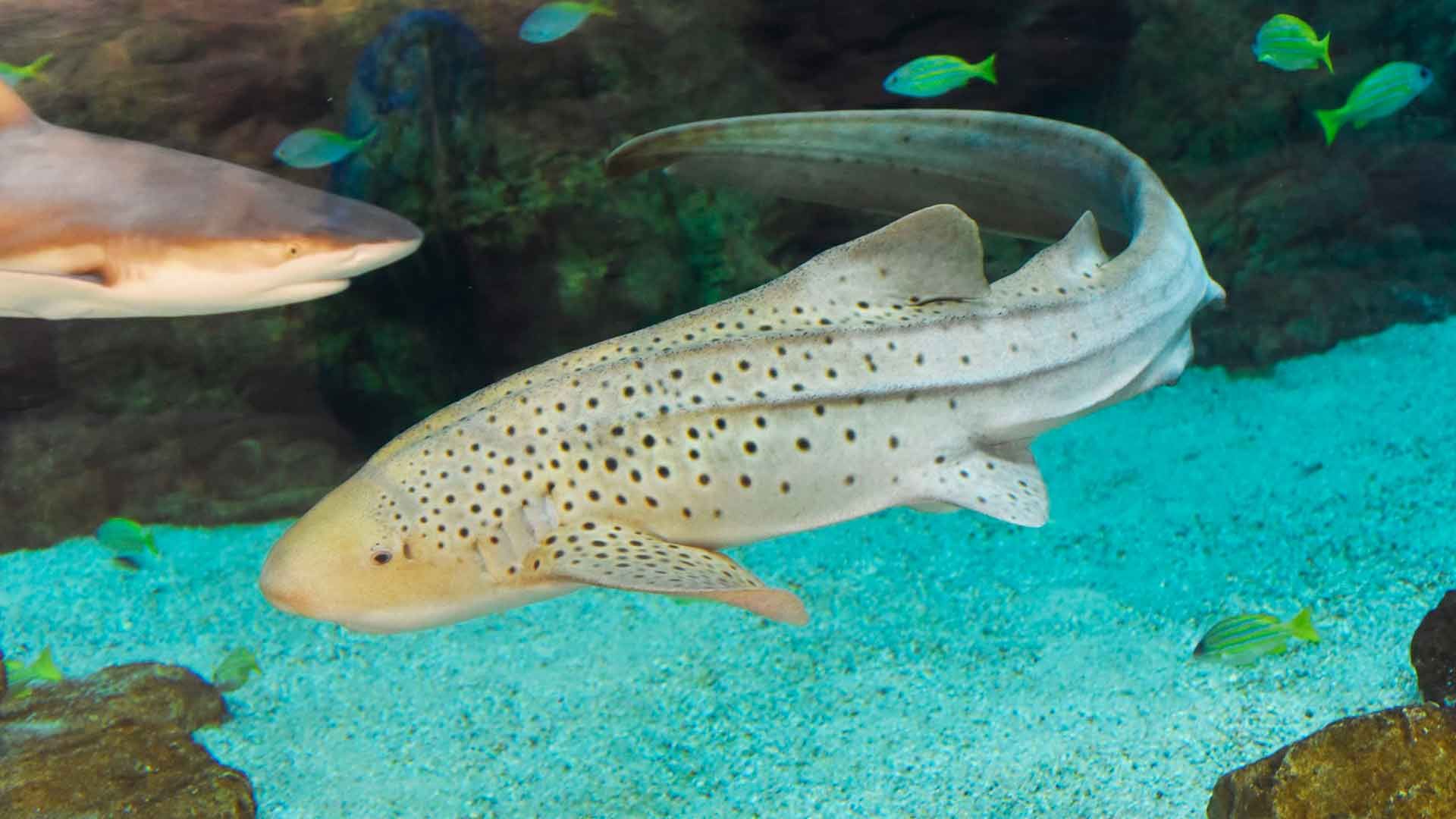 Zebra Shark Poema Del Mar Aquarium Gran Canaria