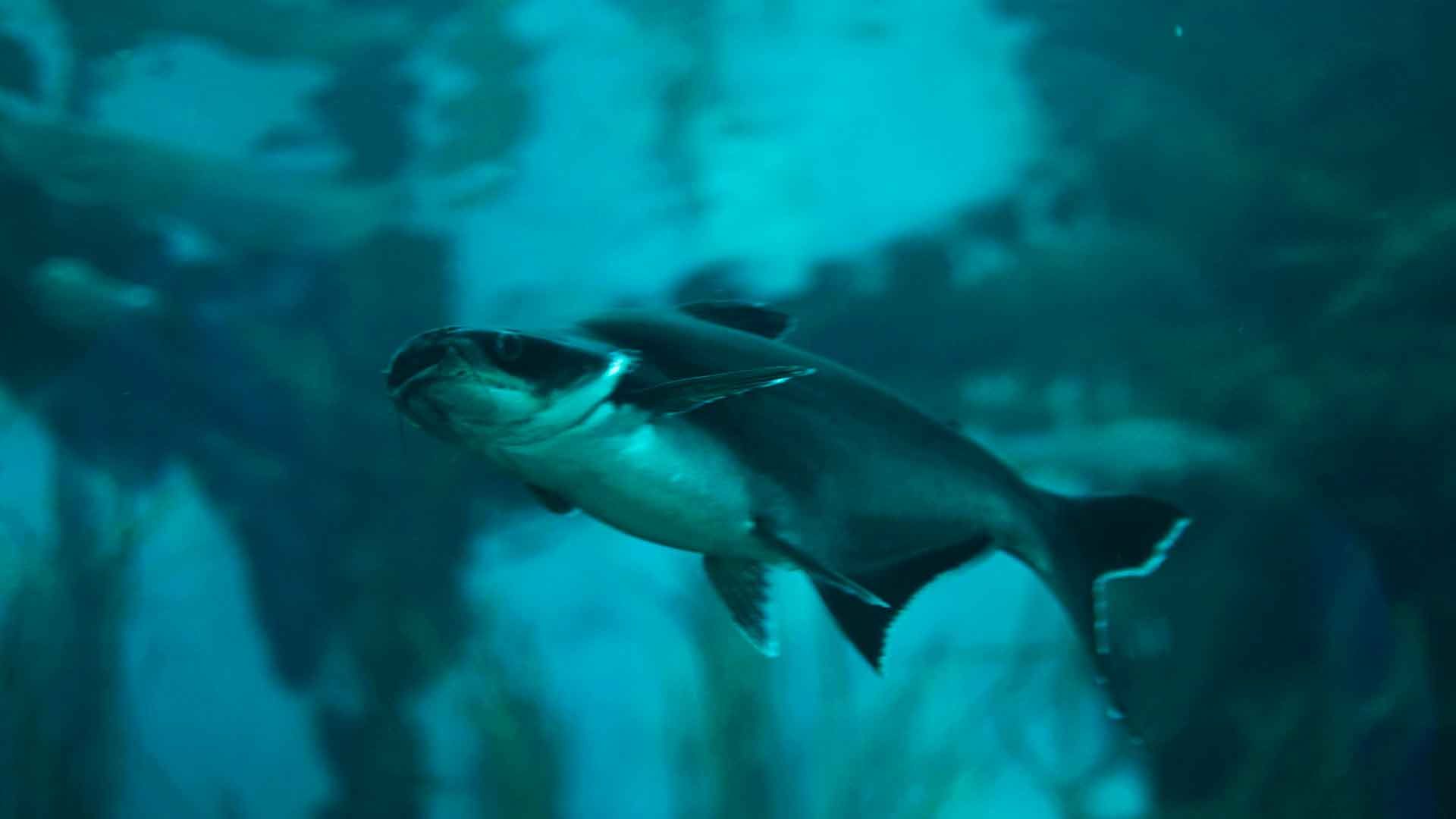 Iridiscent Shark