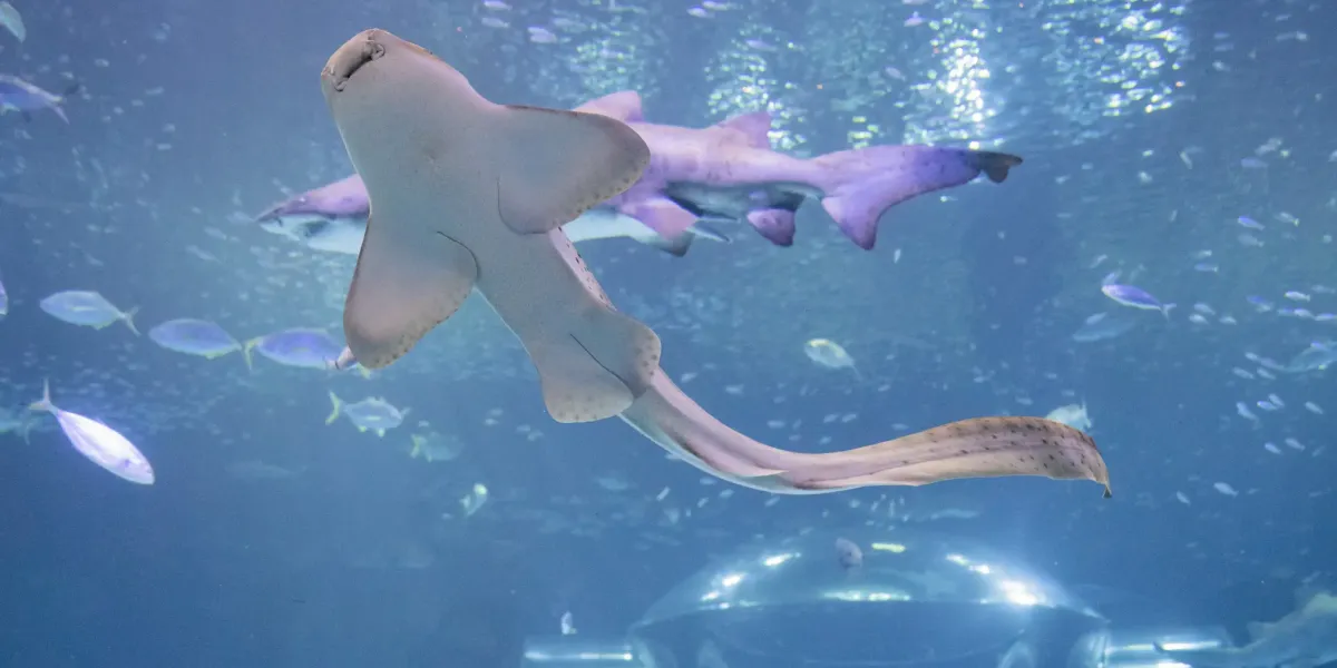 Reproducción de los tiburones