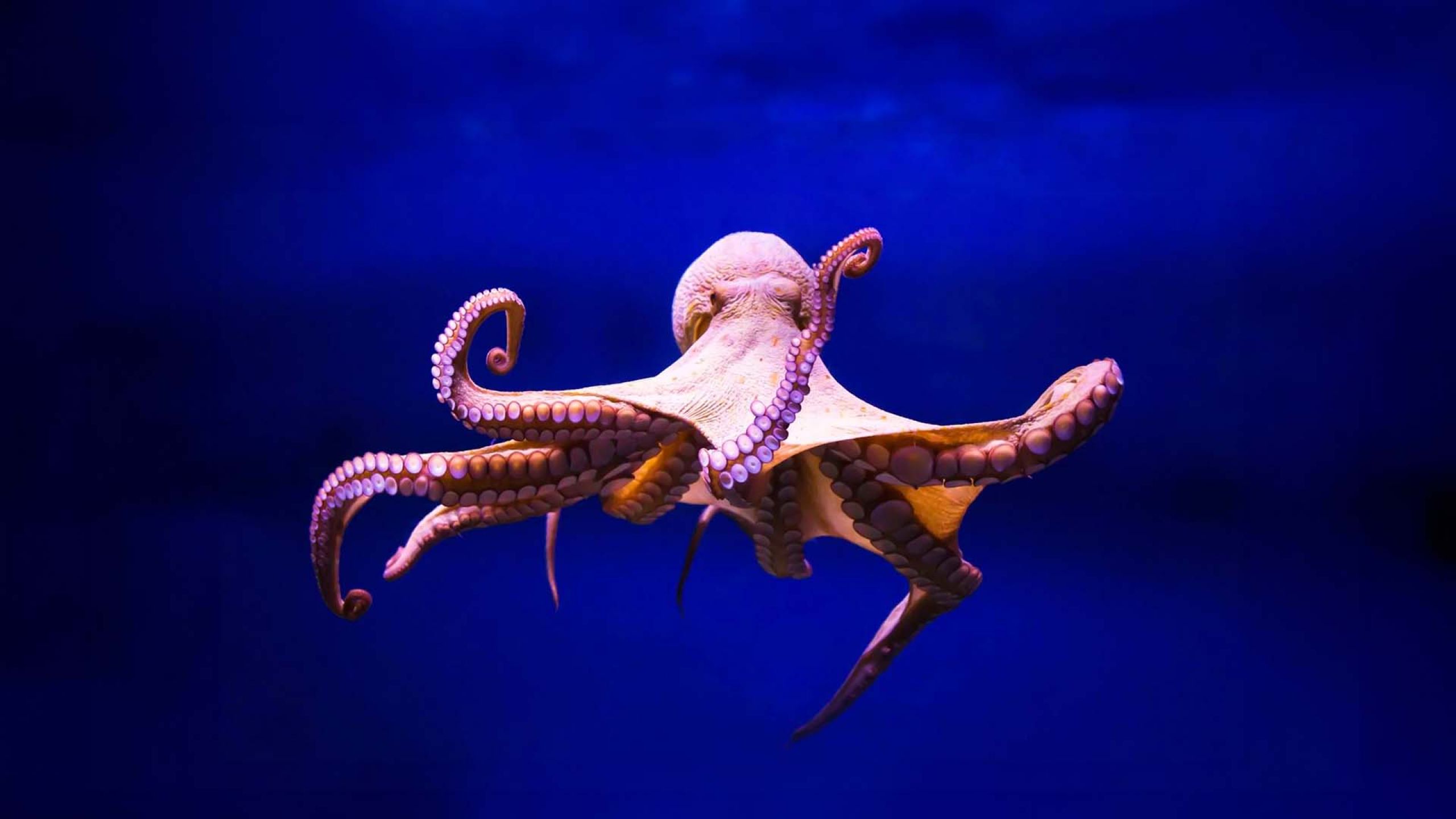 Octopus