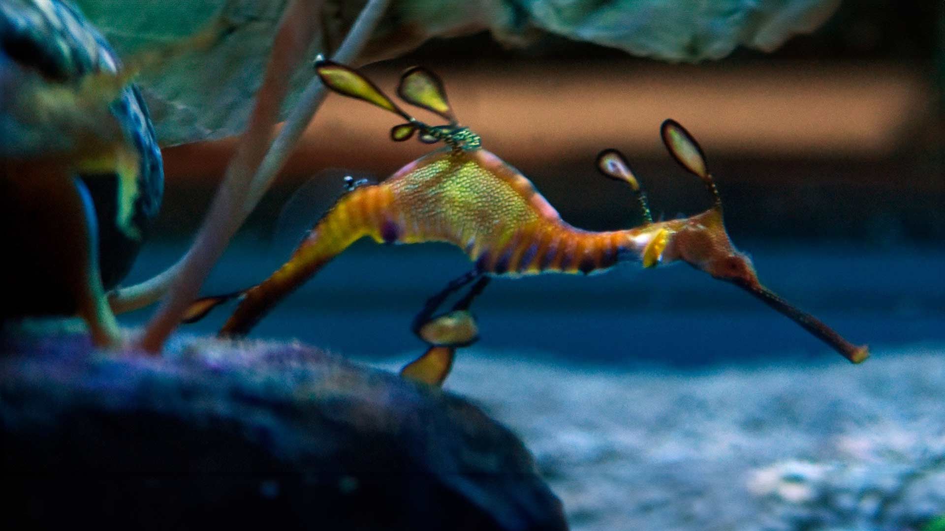 Dragón de Mar Poema Del Mar Acuario Gran Canaria