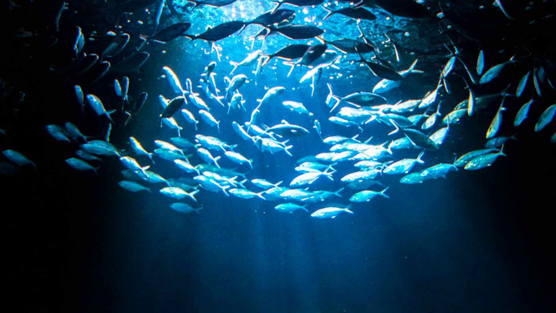 Palometas Poema Del Mar Acuario Gran Canaria