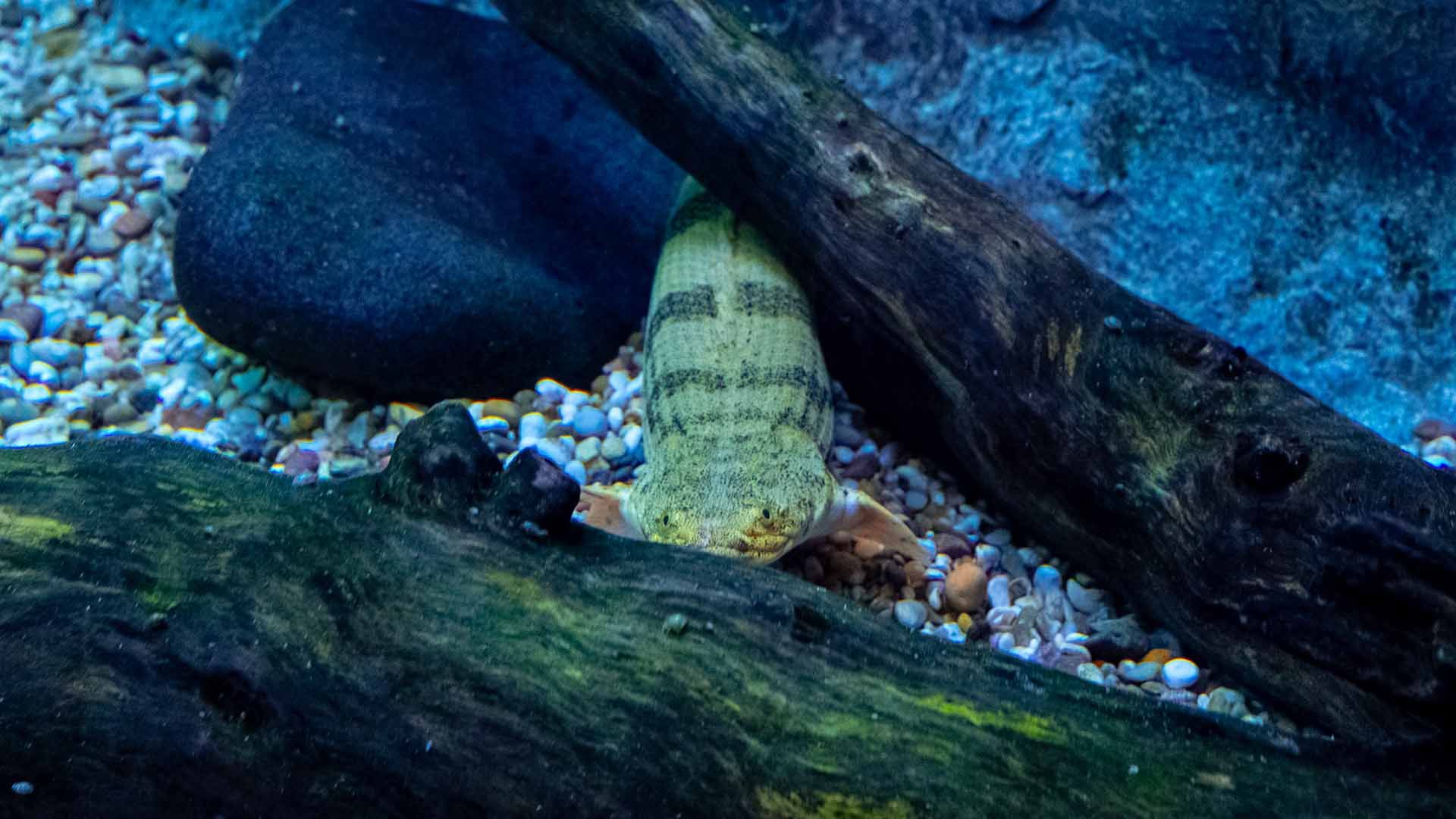 Saddled bichir Poema del Mar Aquarium Gran Canaria