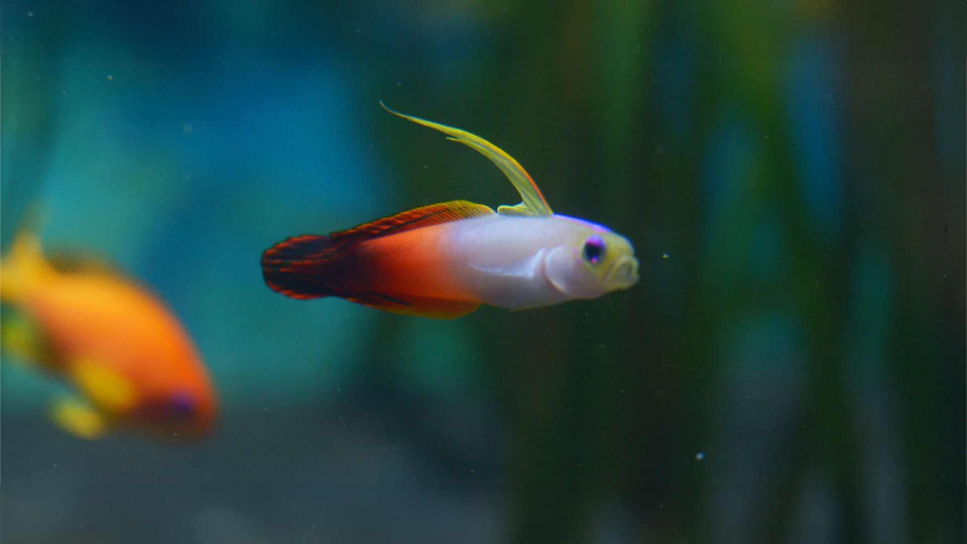 Fire Goby