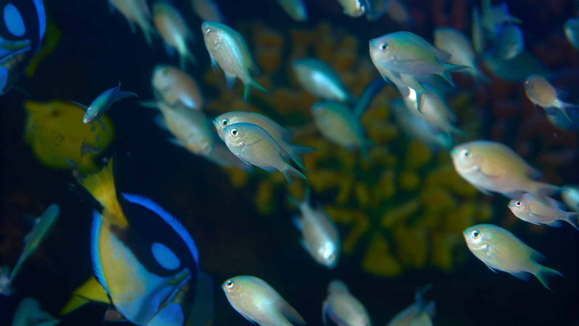 Green Damselfish