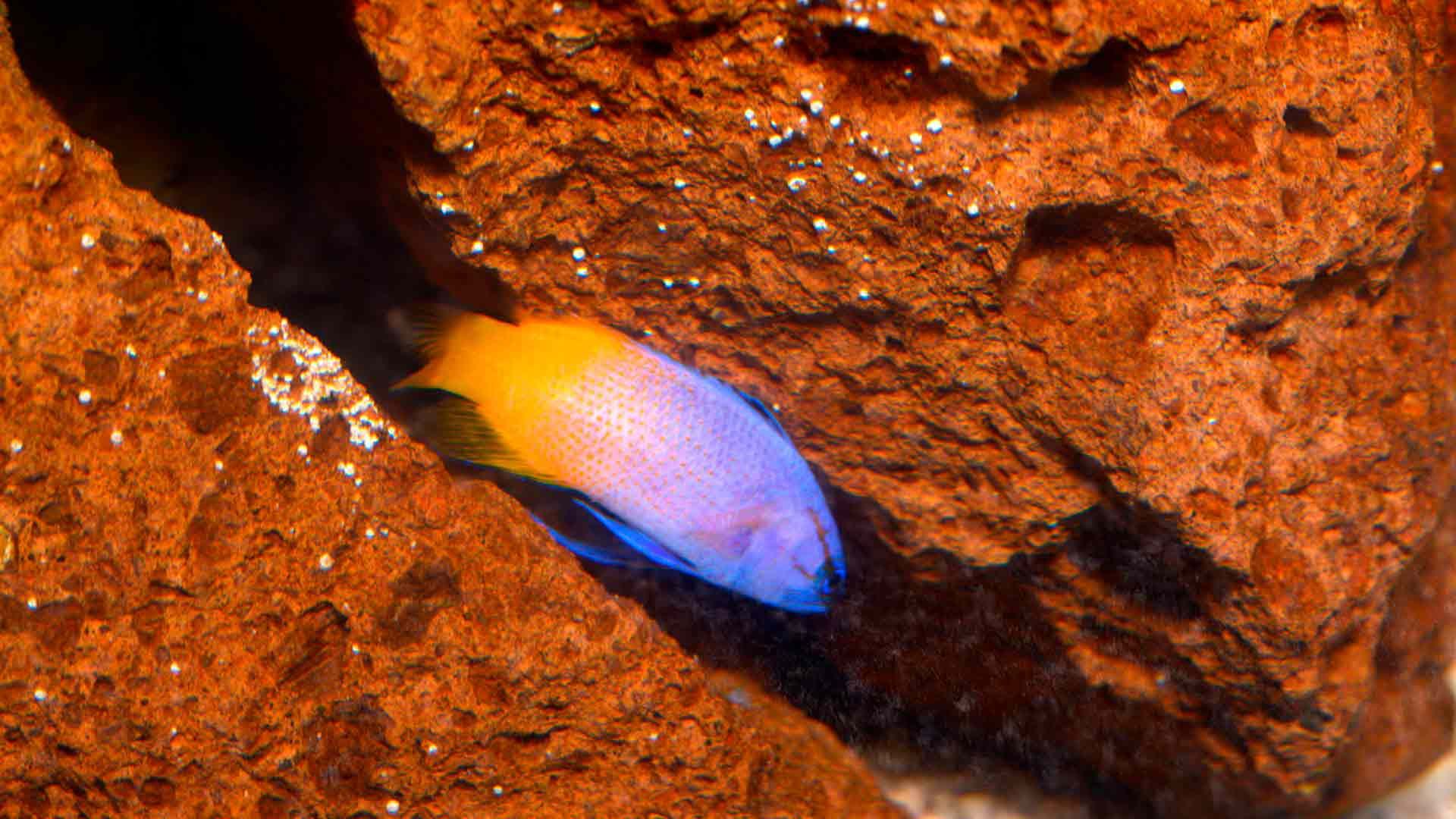 Royal Gramma Fish Poema Del Mar Aquarium Gran Canaria