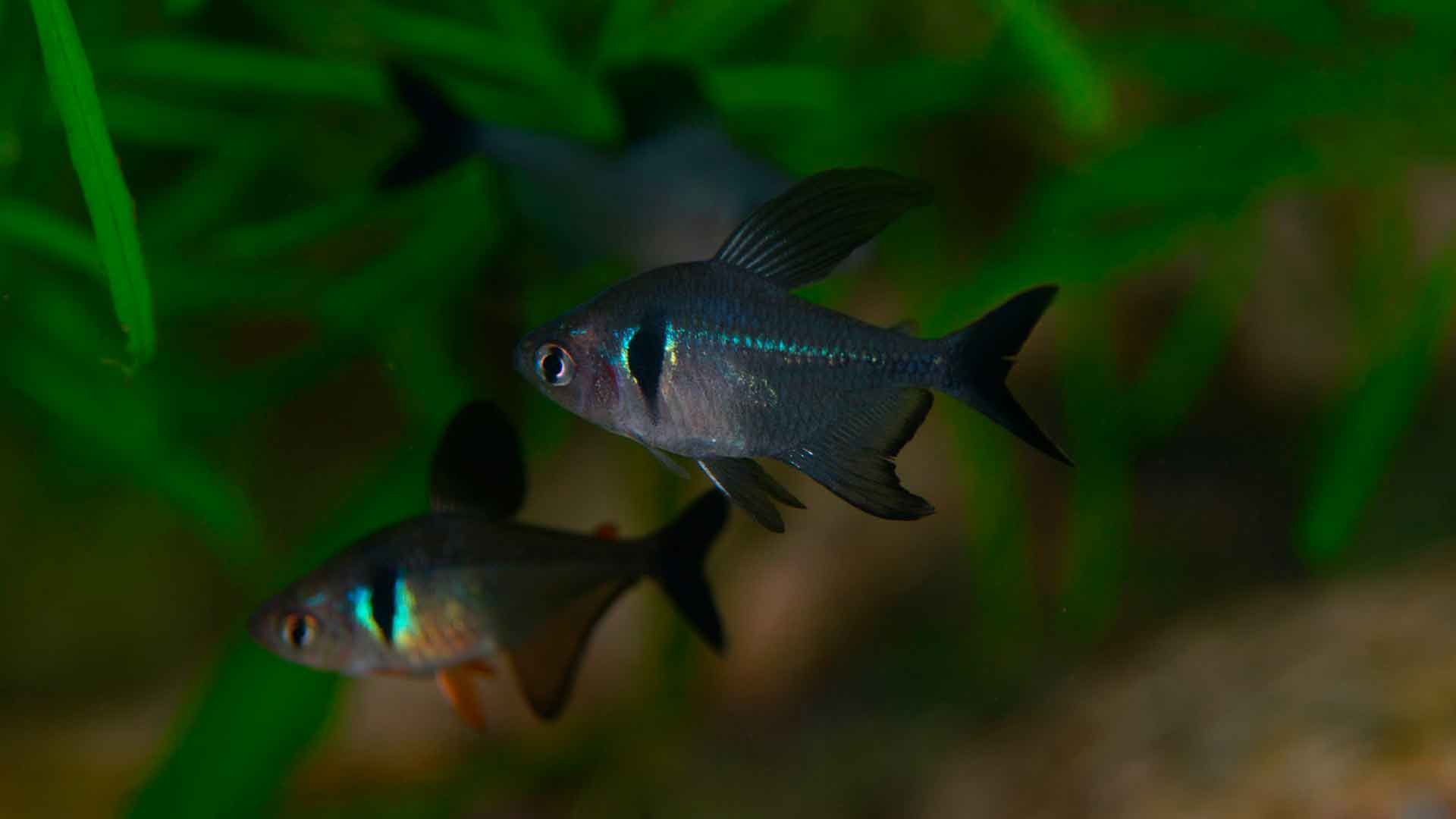 Black Phatom Tetra