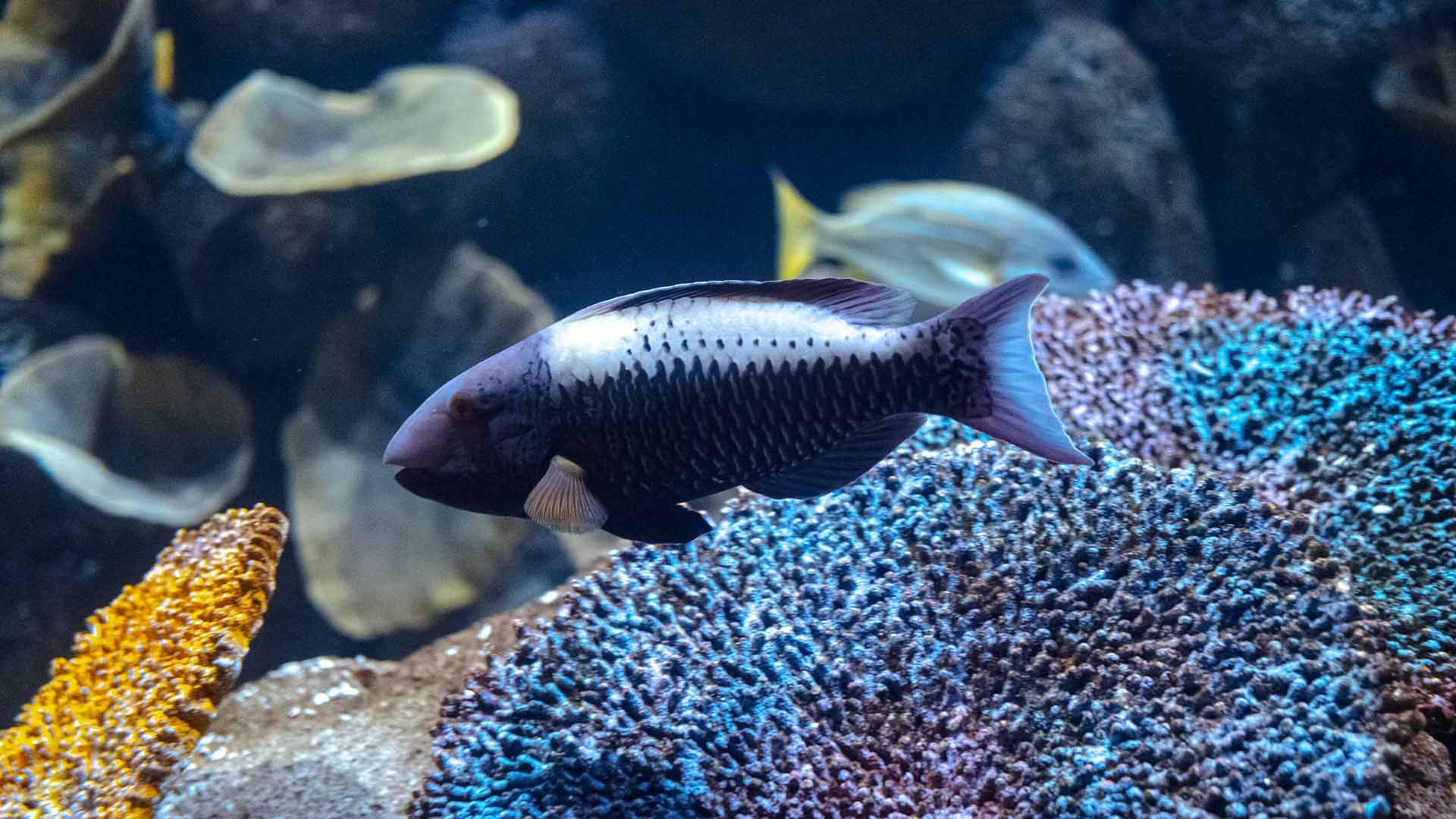 Bicolor parrotfish Poema Del Mar Aquarium Gran Canaria