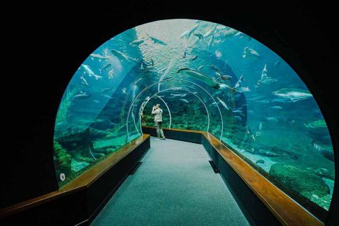 Giants of the Rivers Poema del Mar Aquarium