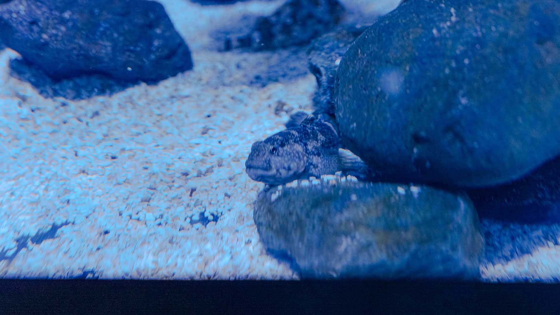 Rock-pool blenny Poema Del Mar Aquarium Gran Canaria