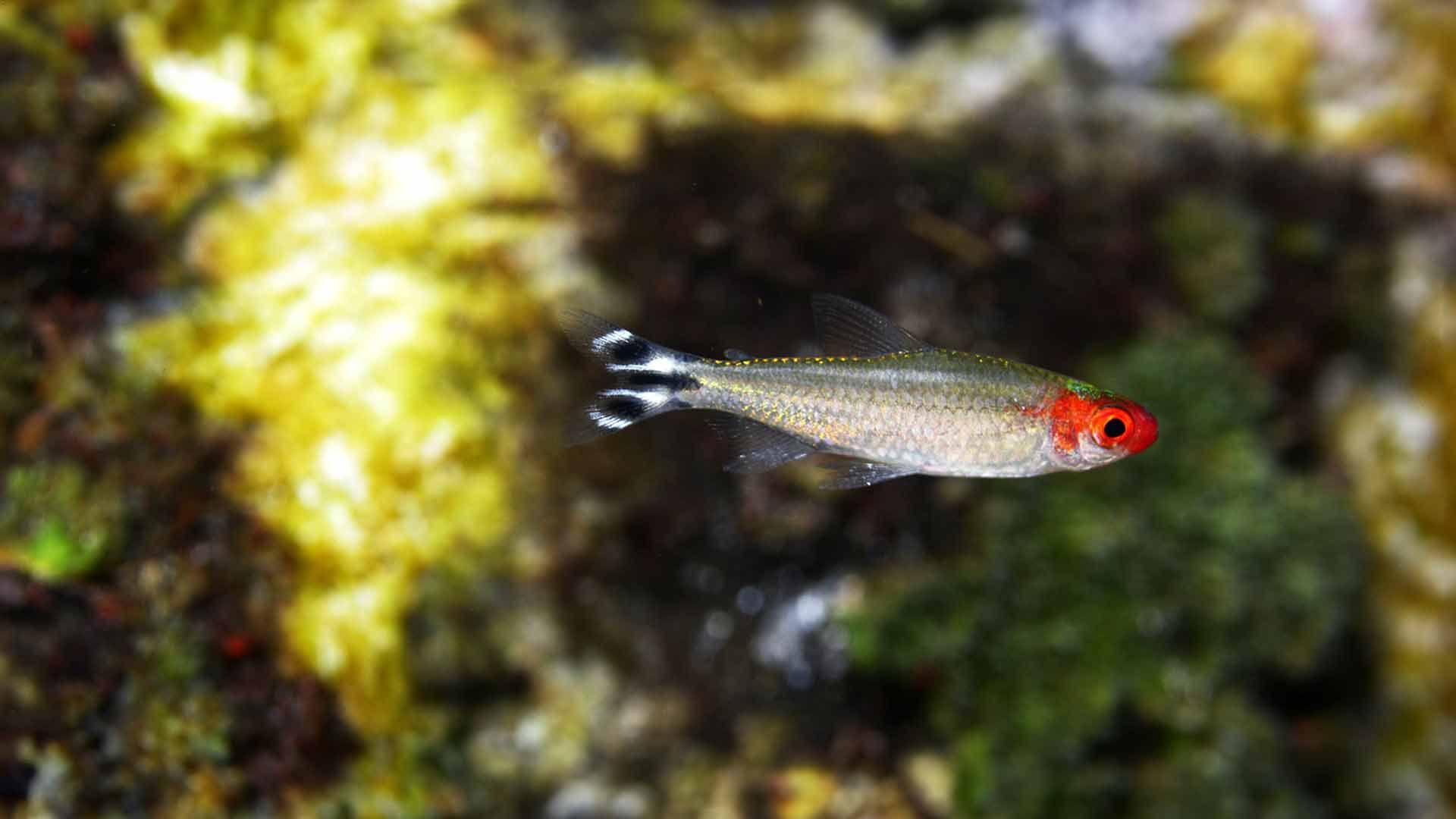 Rummy Nose Tetra