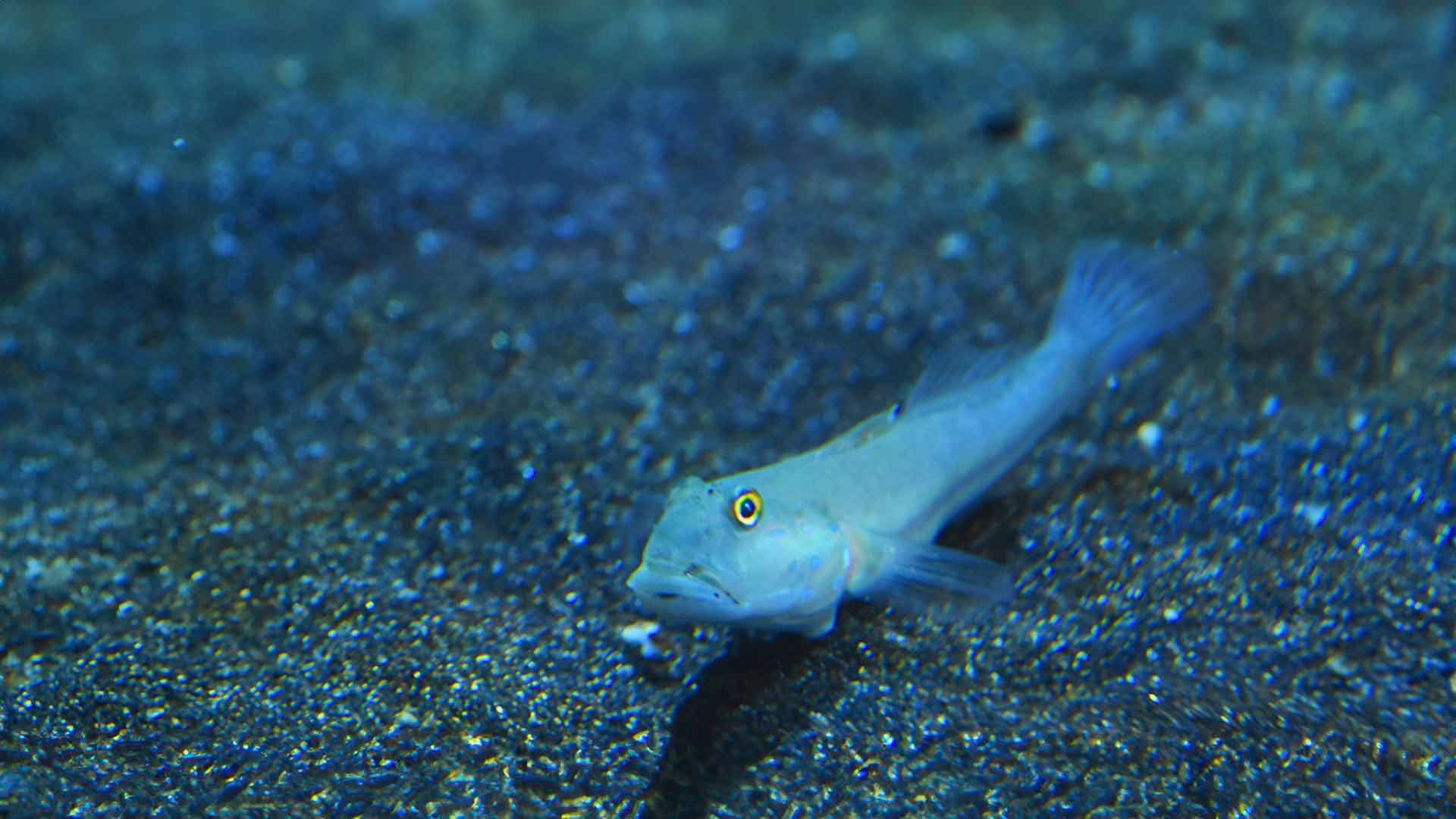 Sleeper Blue Dot Goby