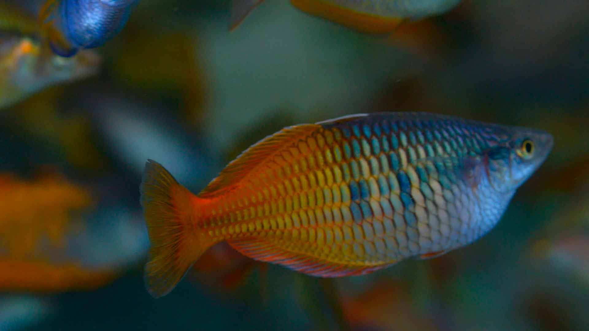 Parkinson Rainbowfish