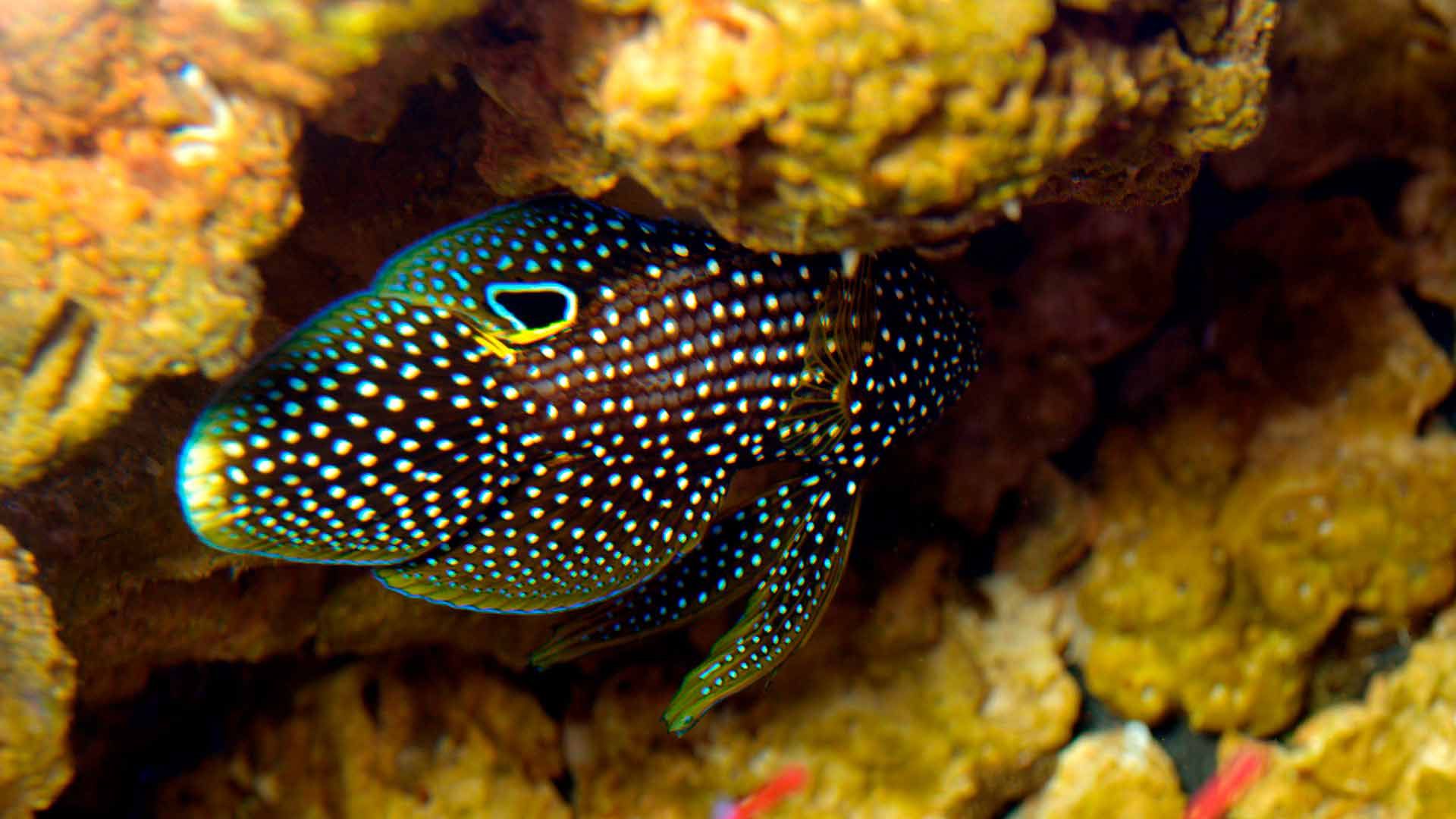 Comet Tailed Goldfish