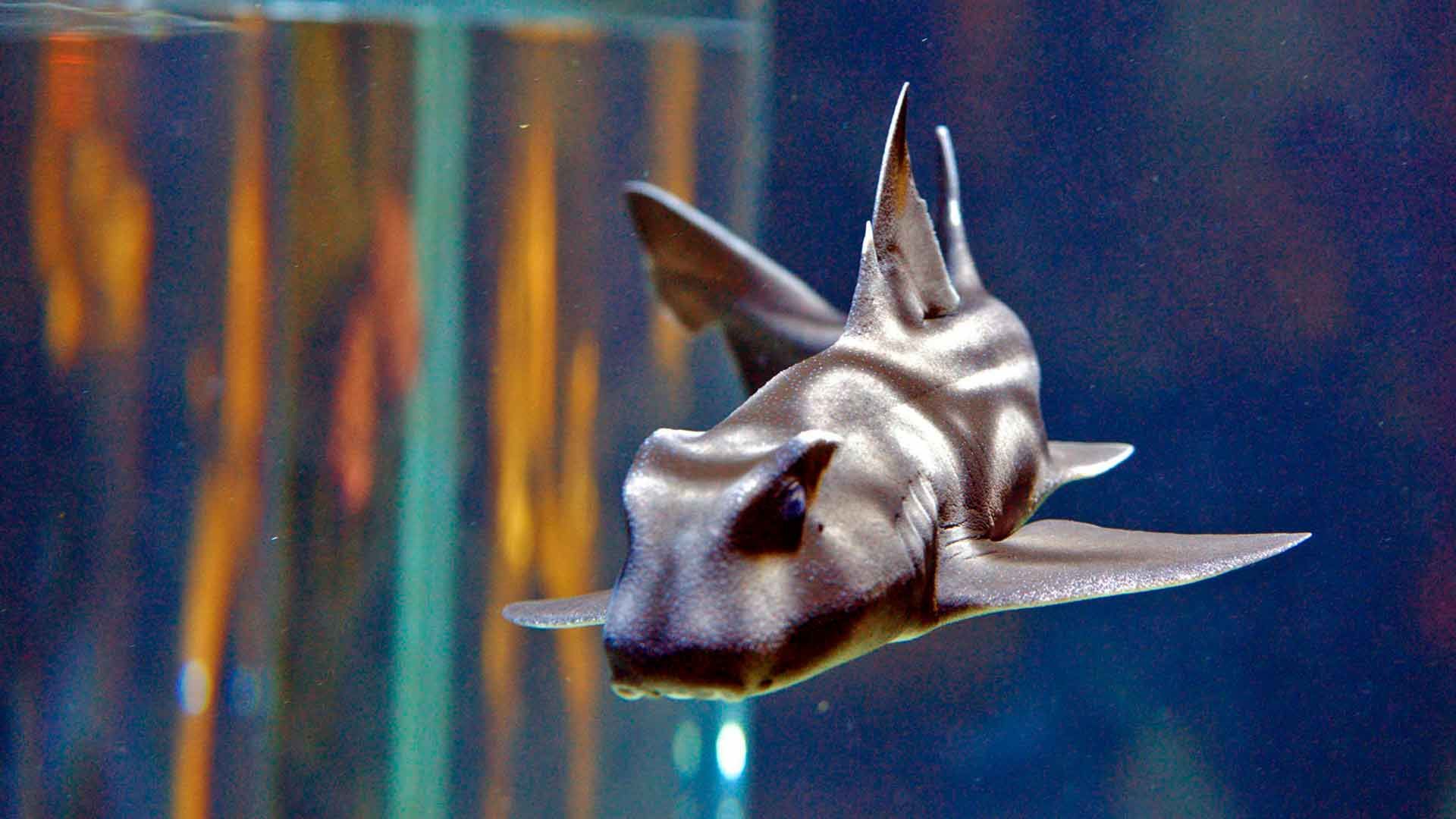 Port Jackson Shark