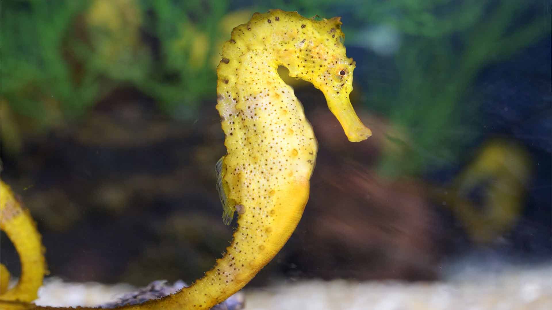 Longsnout Seahorse